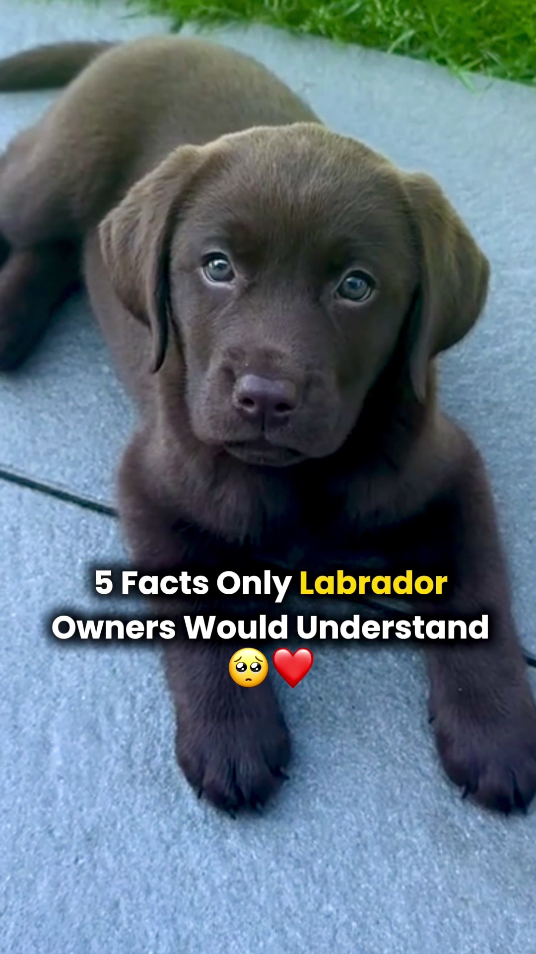 @Real Barks