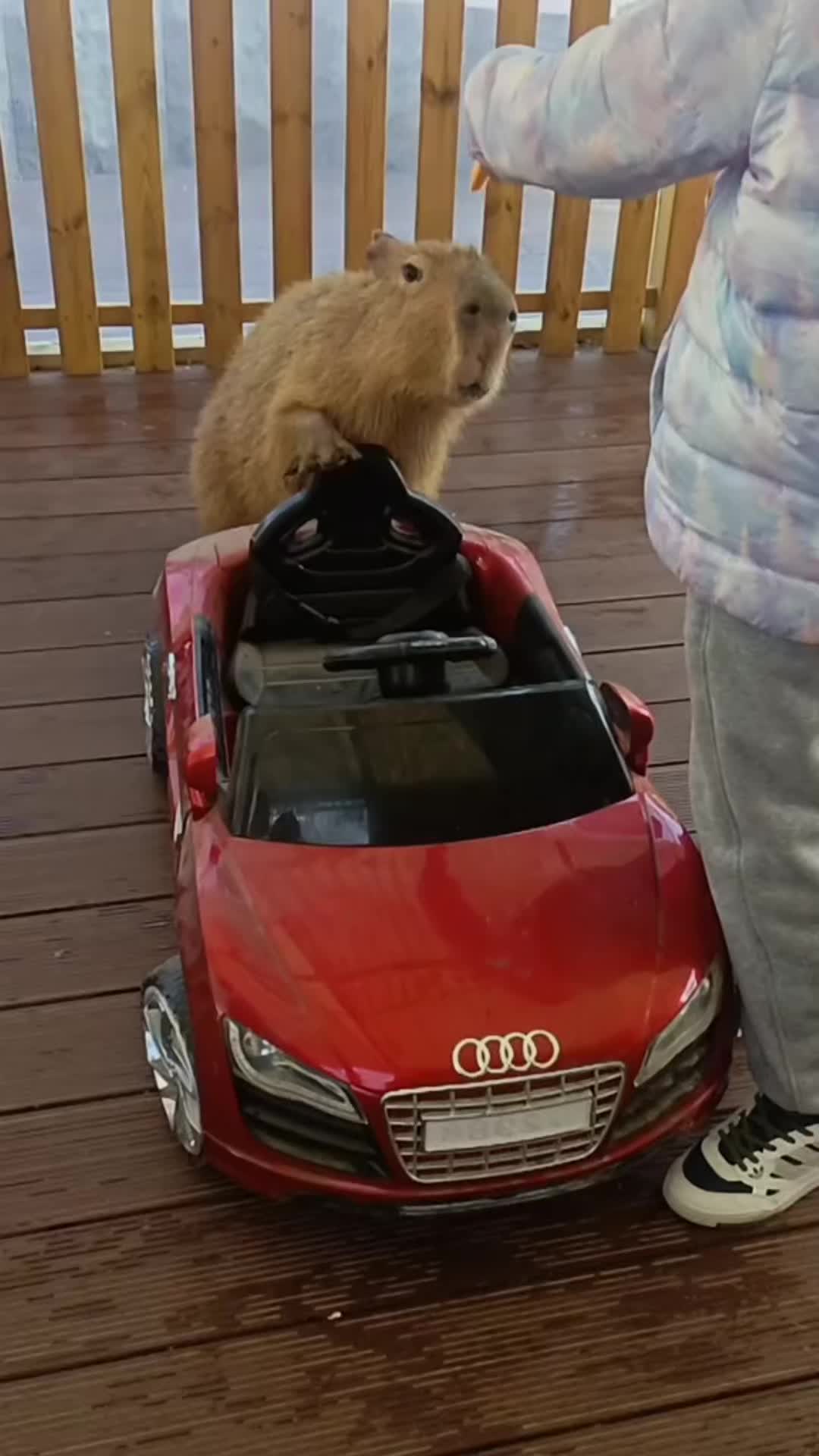 @CuteAnimal