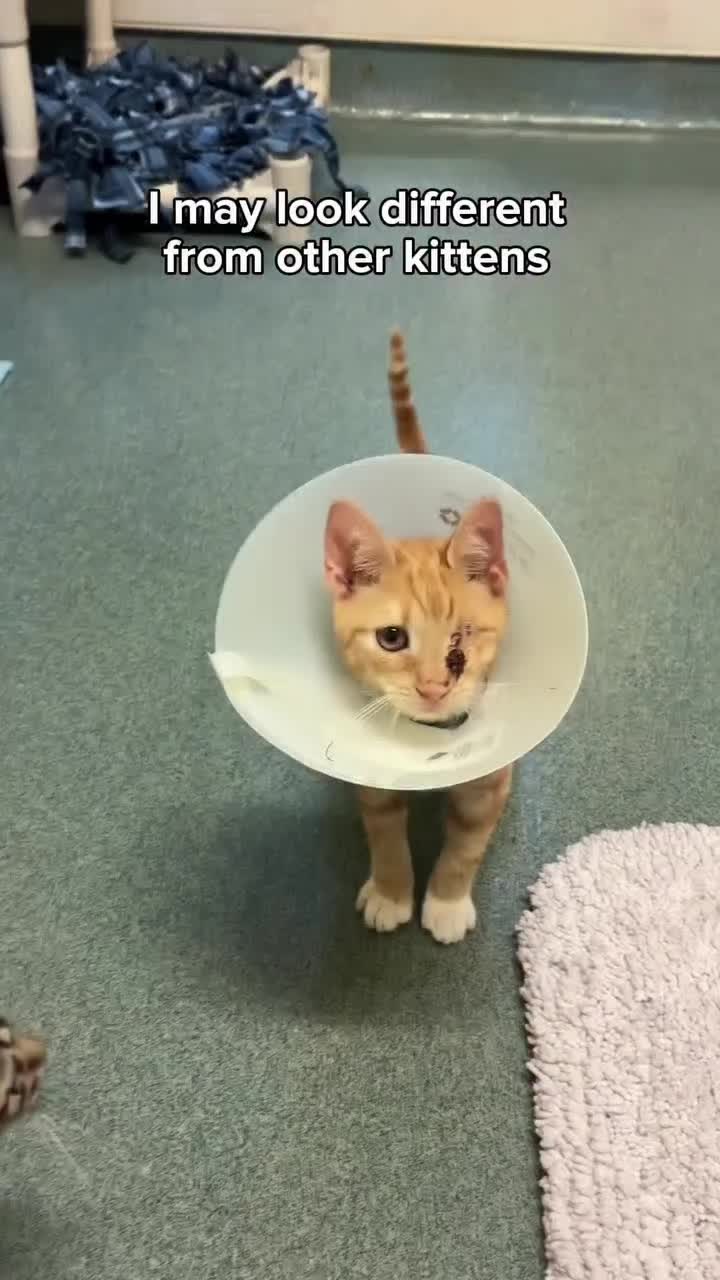 @love for all paws rescue