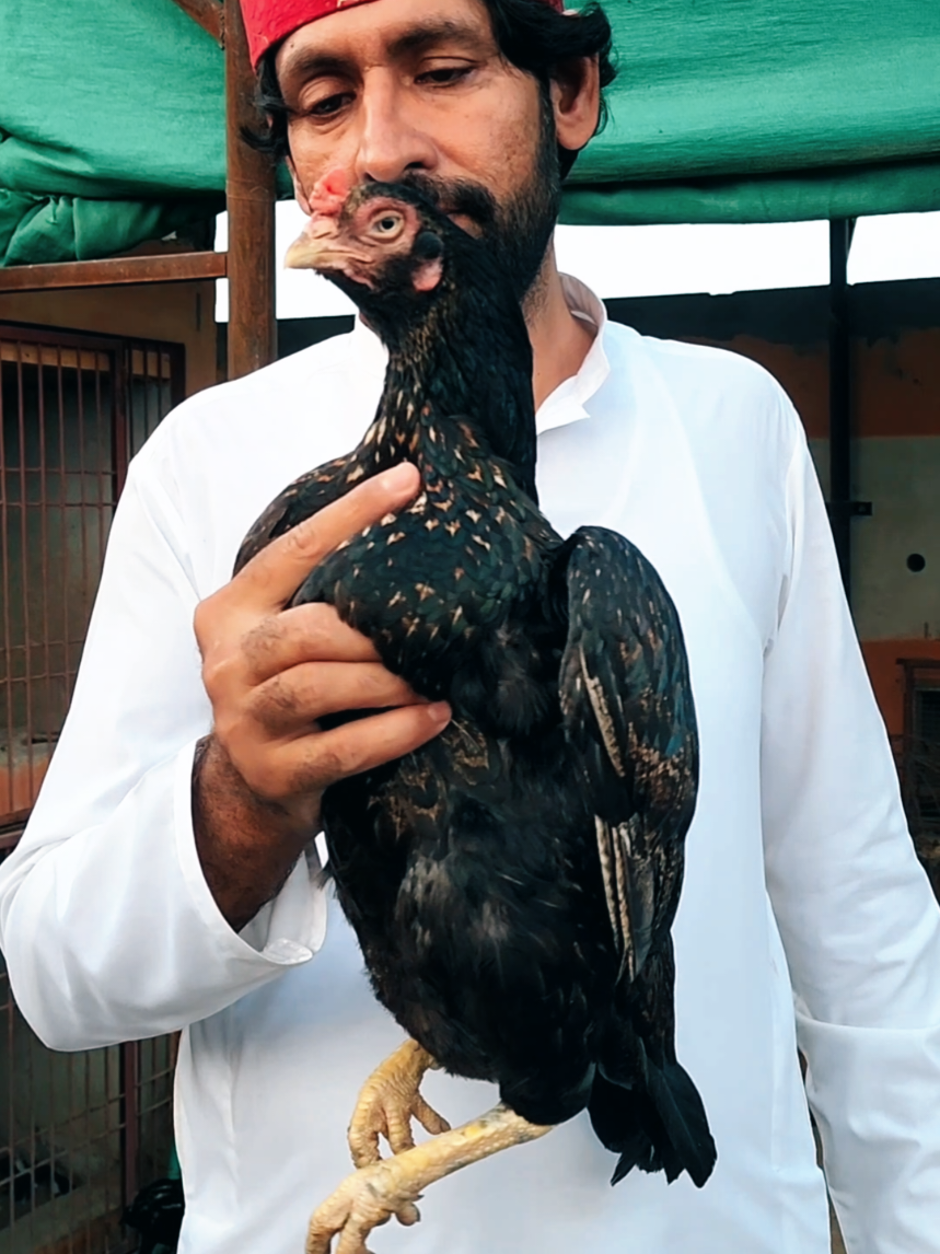 @Sajjad Aseel Farm