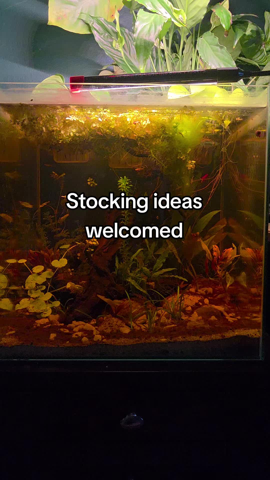 @ella aquatics