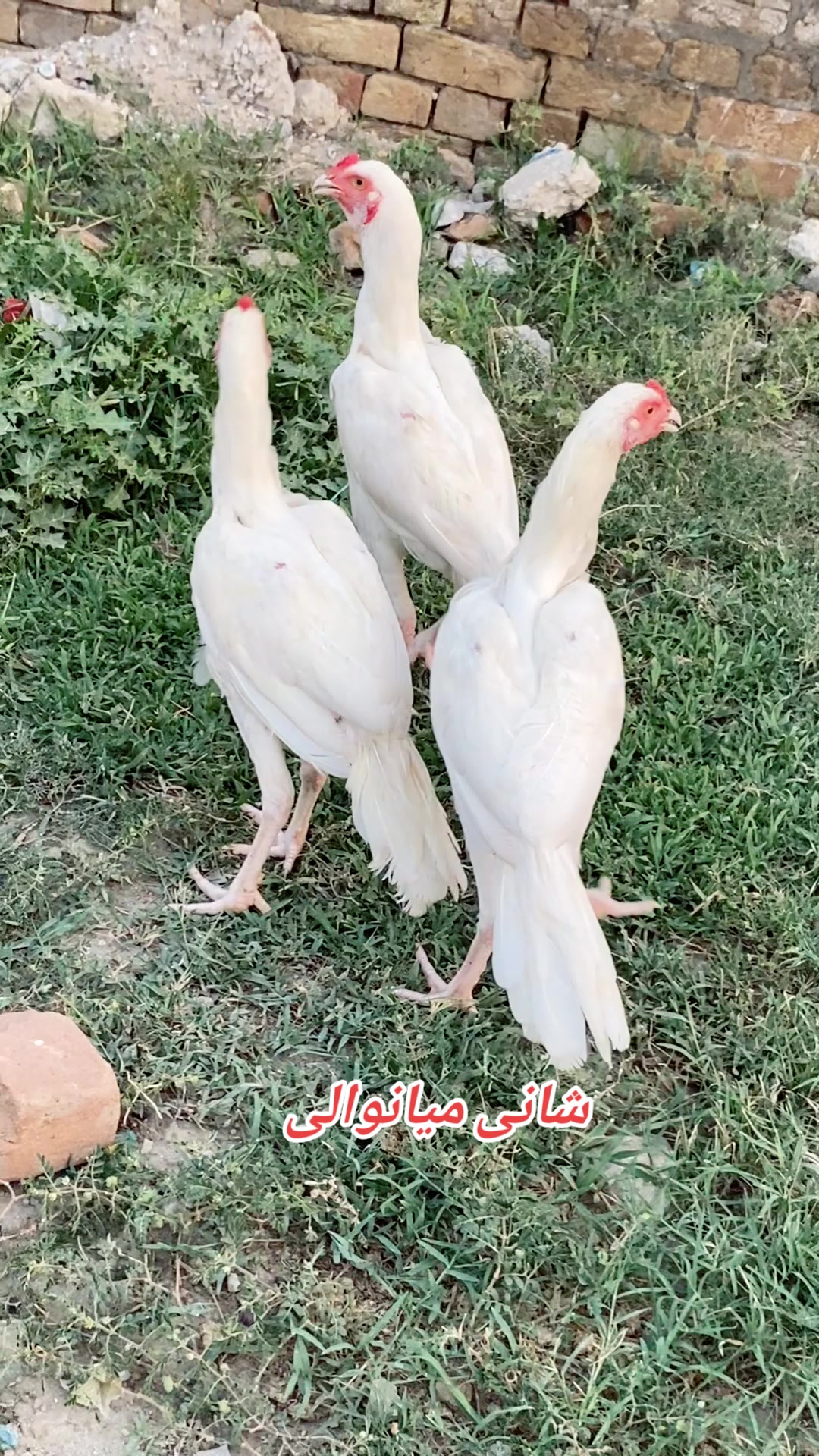 @Shani.Mianwali