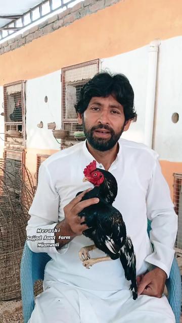 @Sajjad Aseel Farm