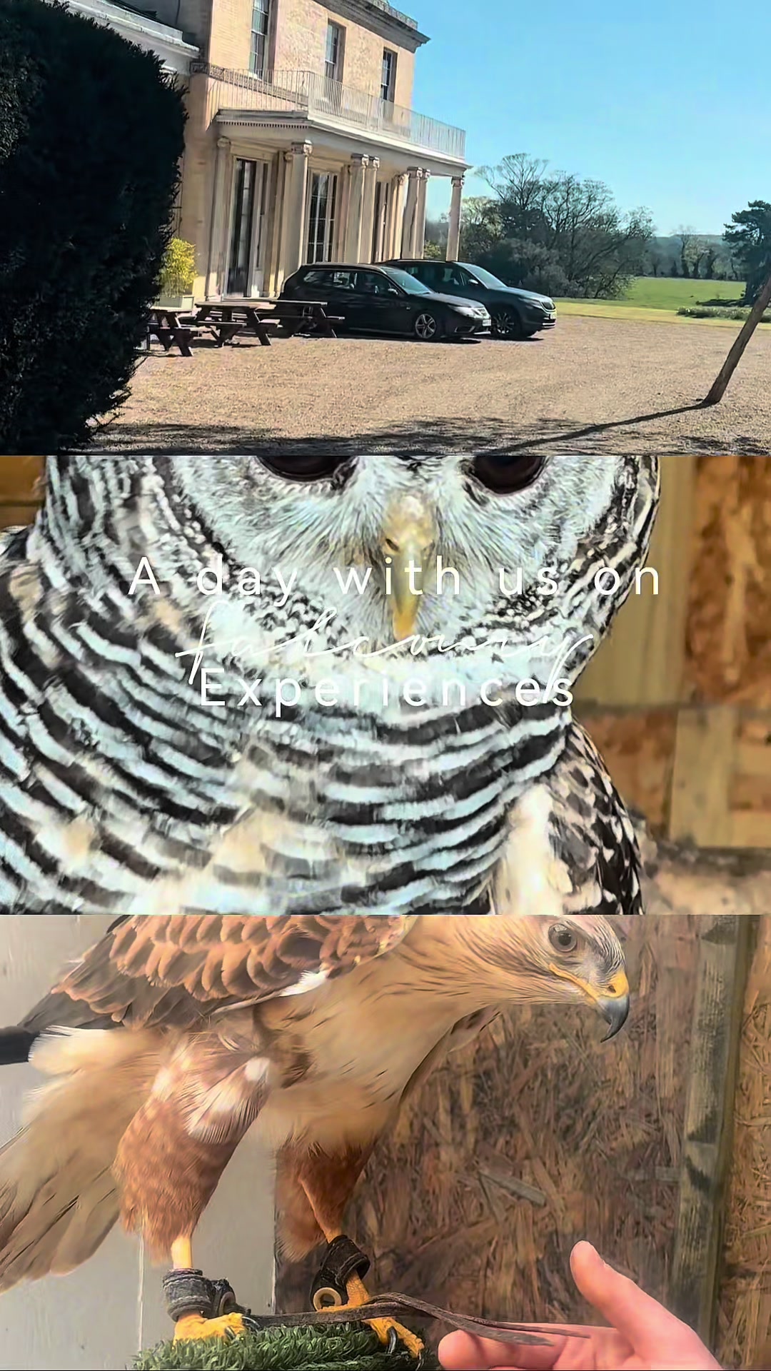 @Kent Falconry Centre