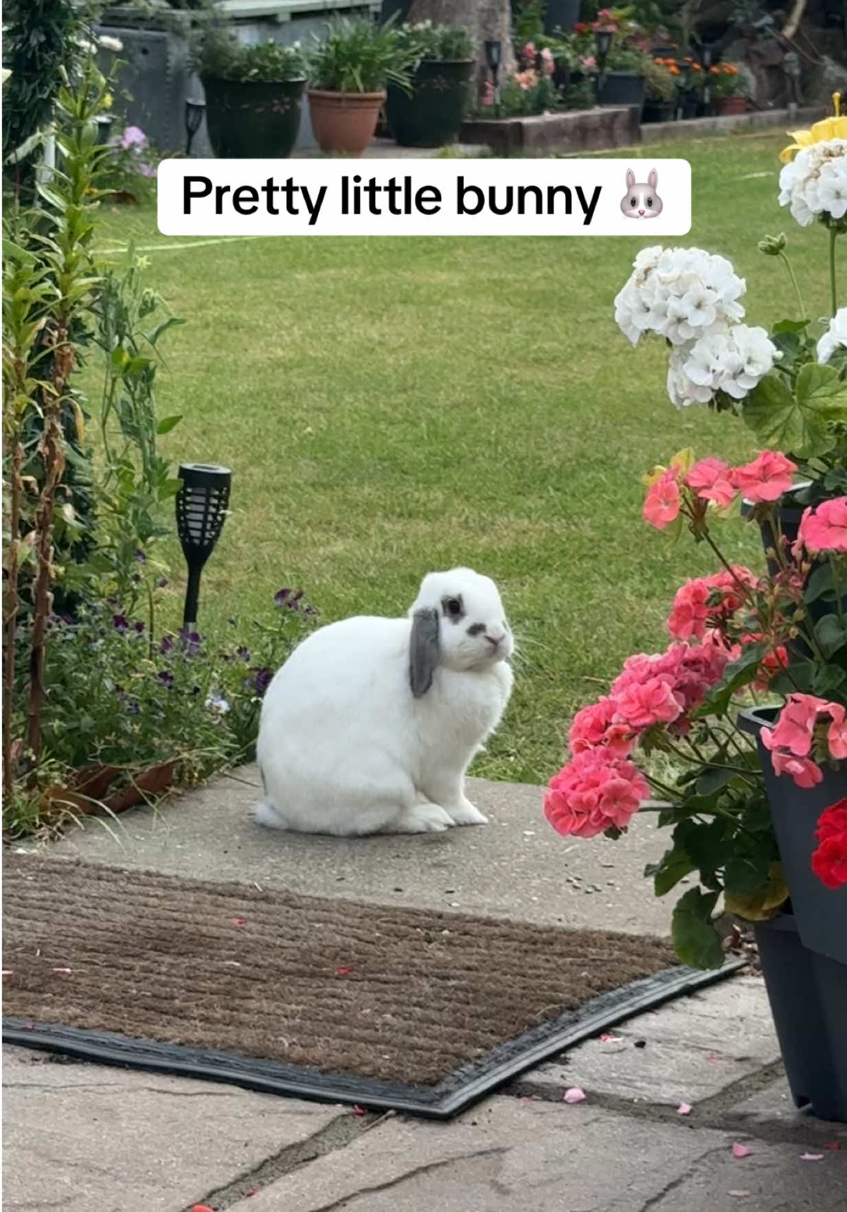 @Bun, two, three, four