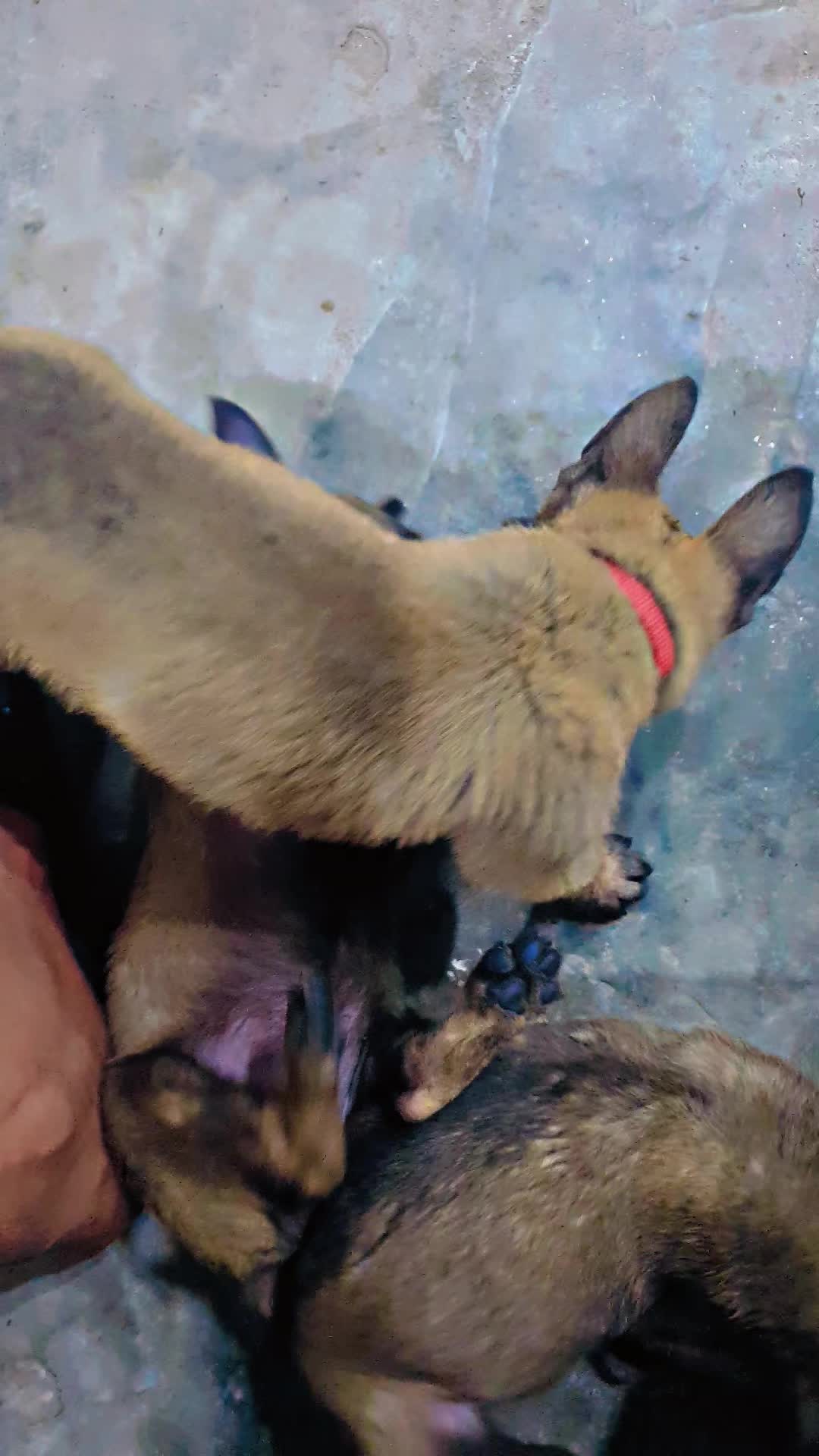 @MalinoisofPakistan