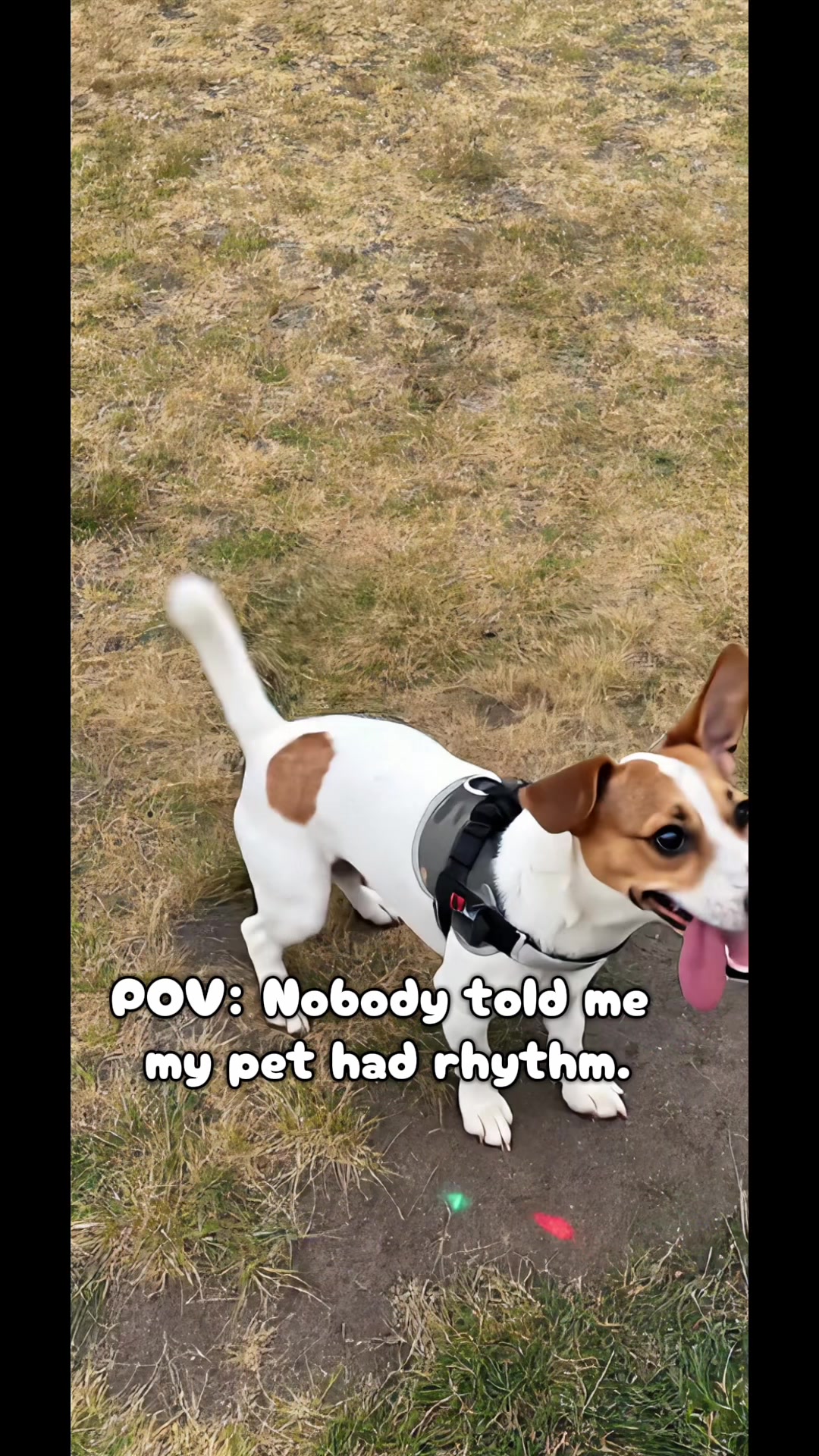 @Wilfroed 🐶