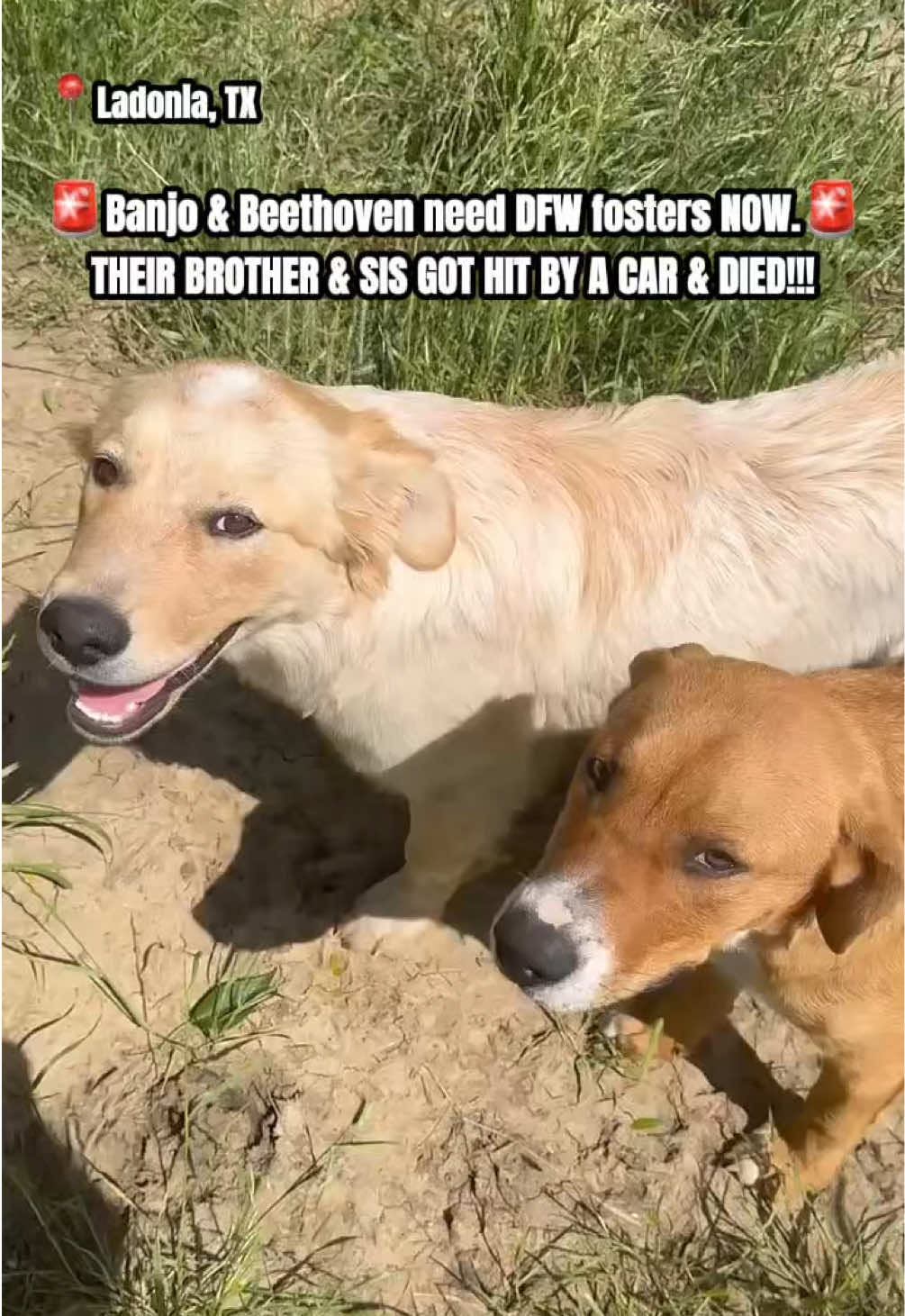 @The Dogs Need Our Help