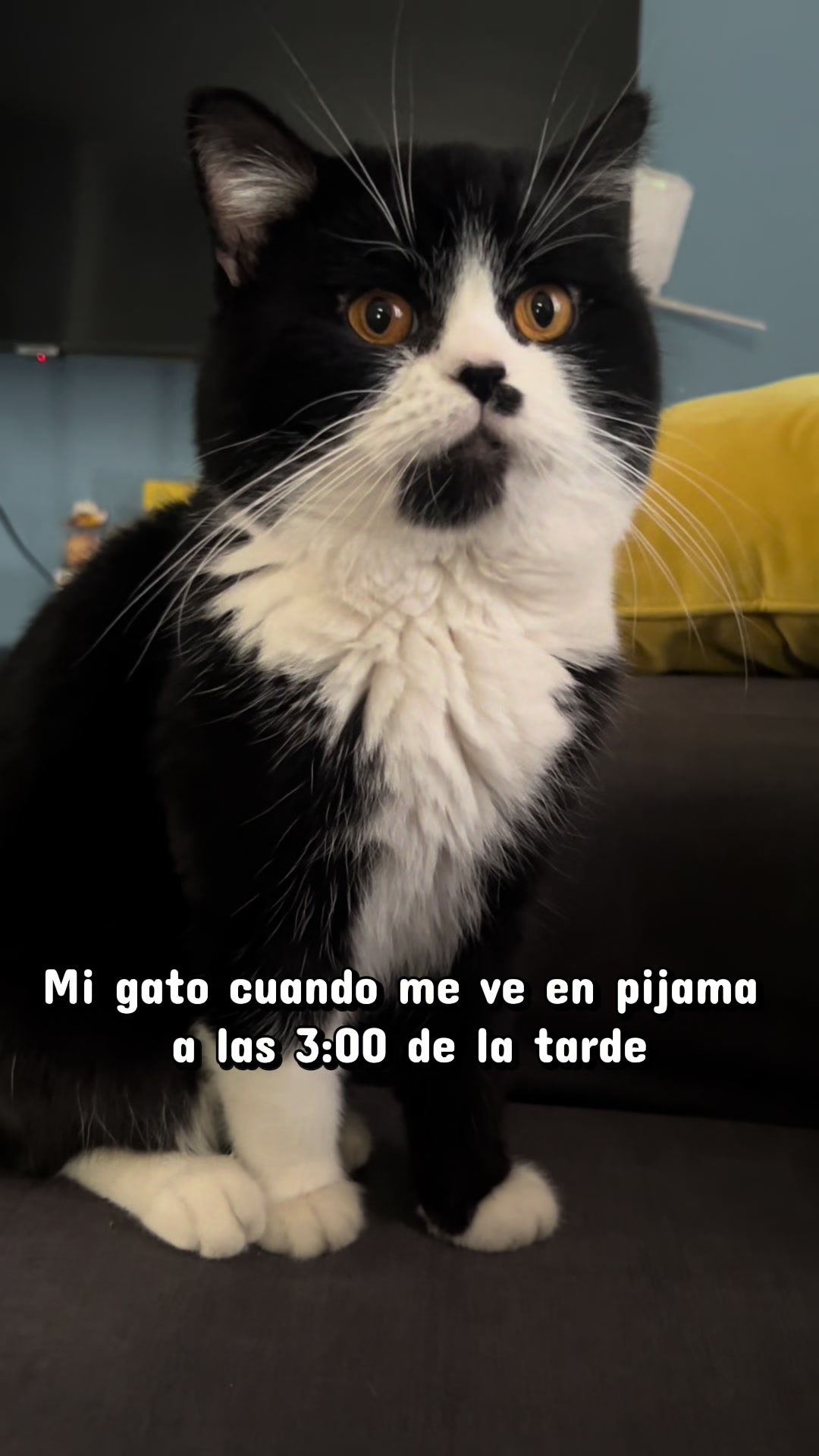 @Chat&Oro