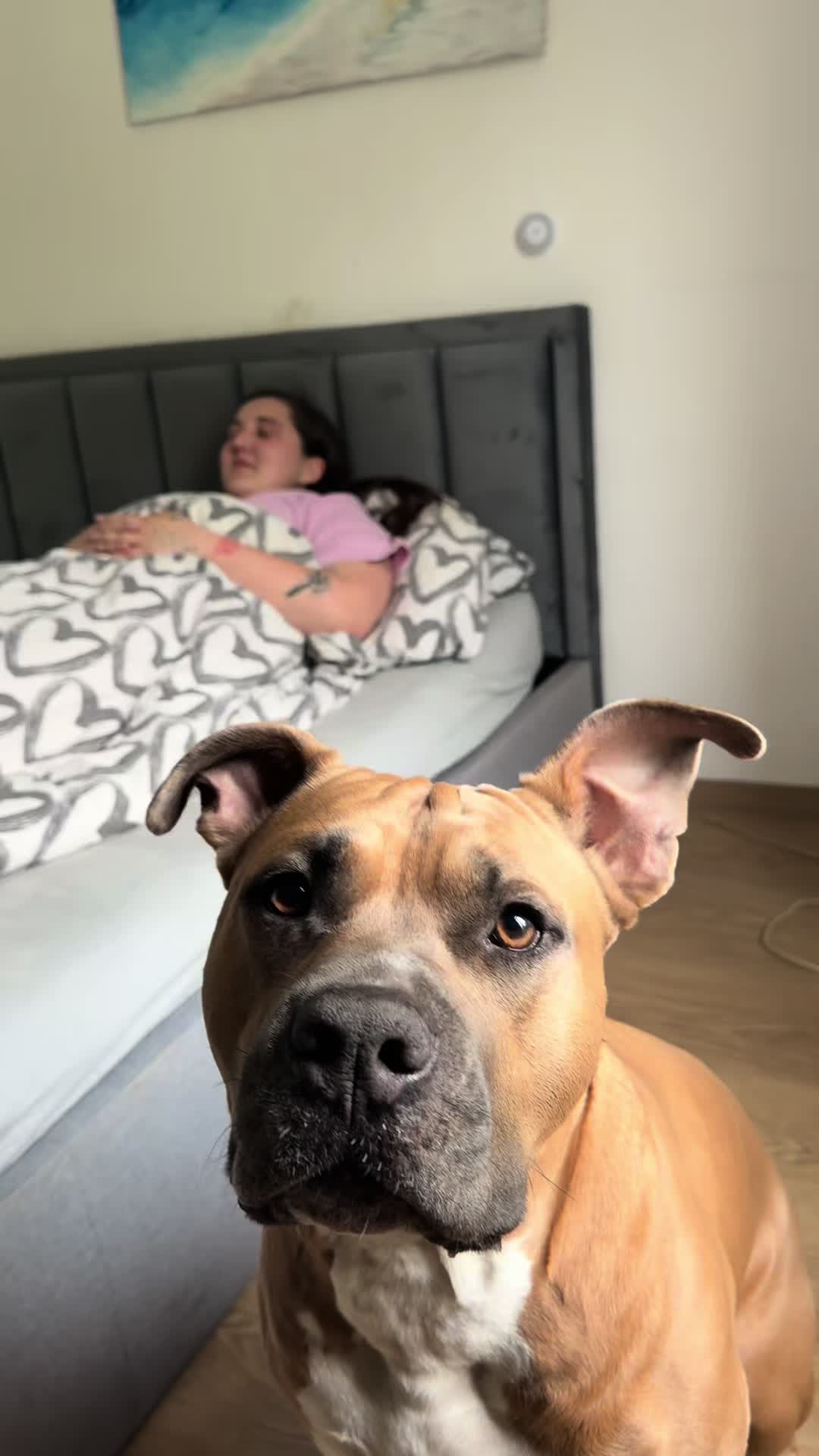 @animall_cz