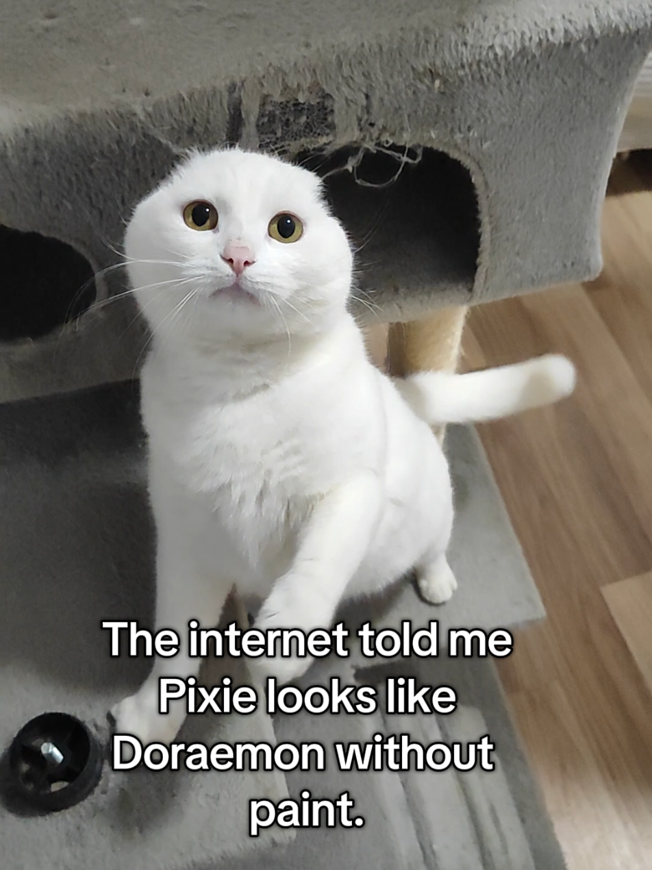 @Fluffy and Pixie