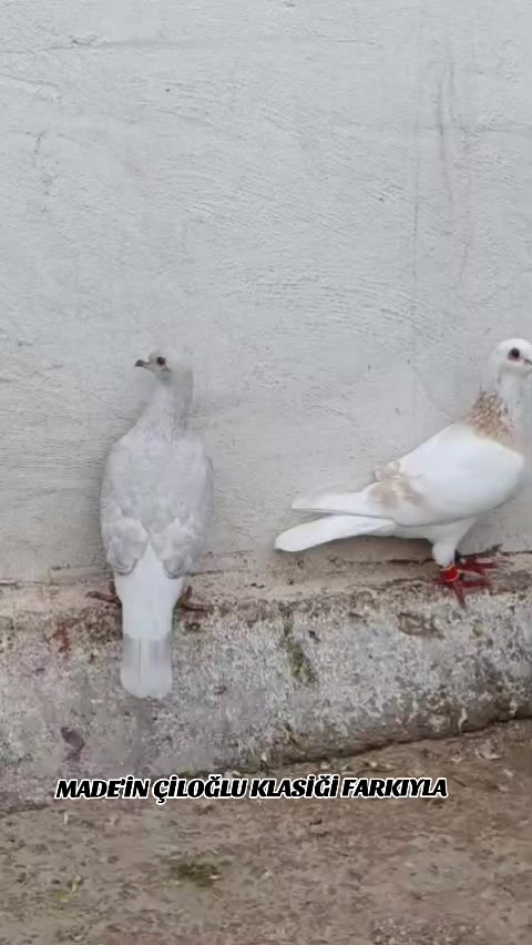 @ÇİLOĞLU KLASİĞİ