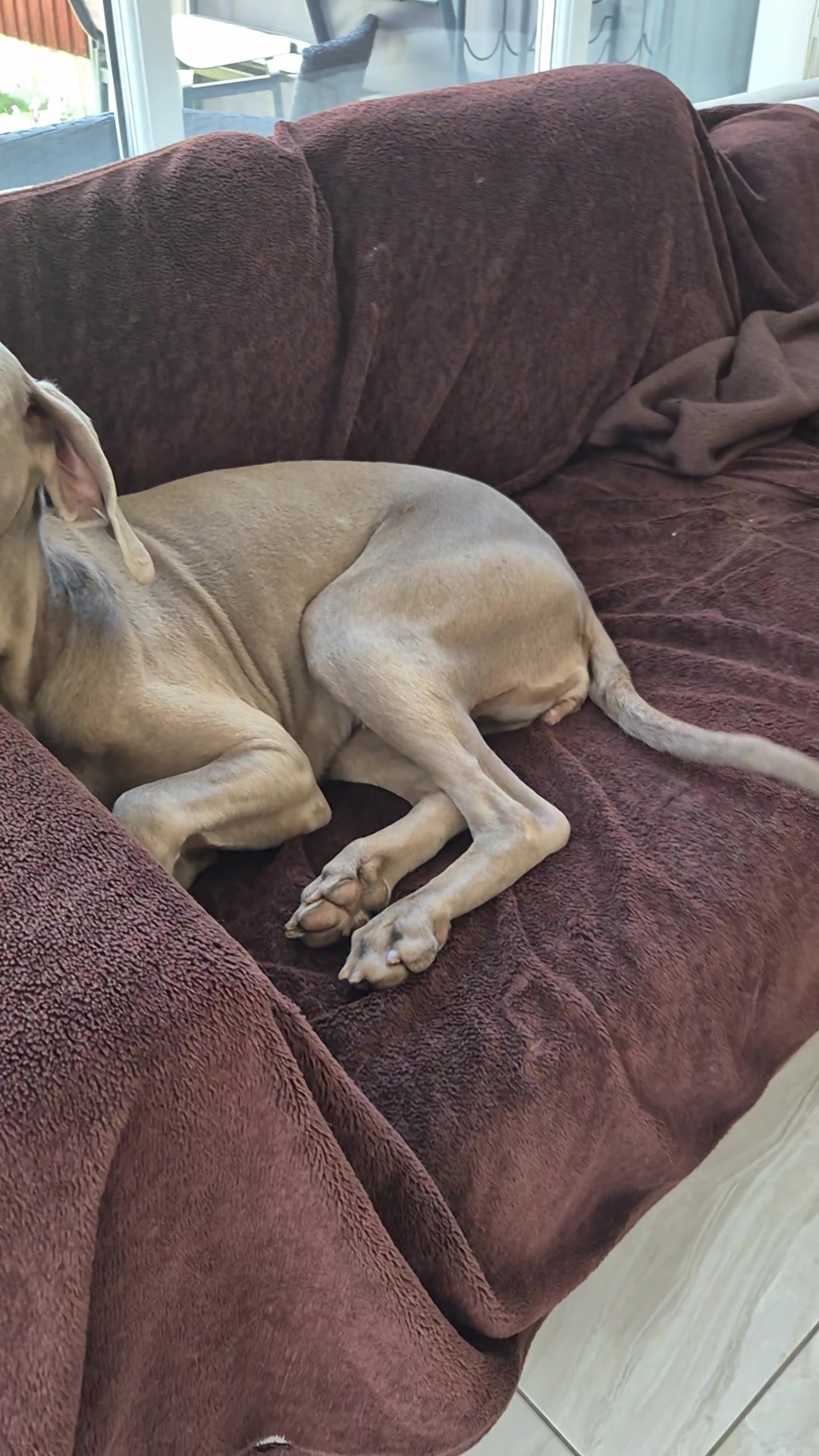 @Sabsky weimaraners