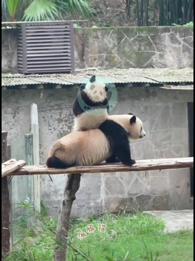 @Pandavibes