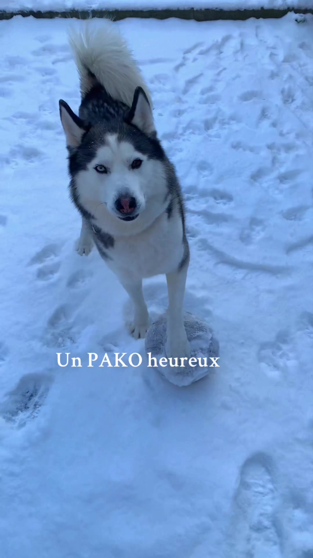 @🐺 PAKO Husky Sibérien