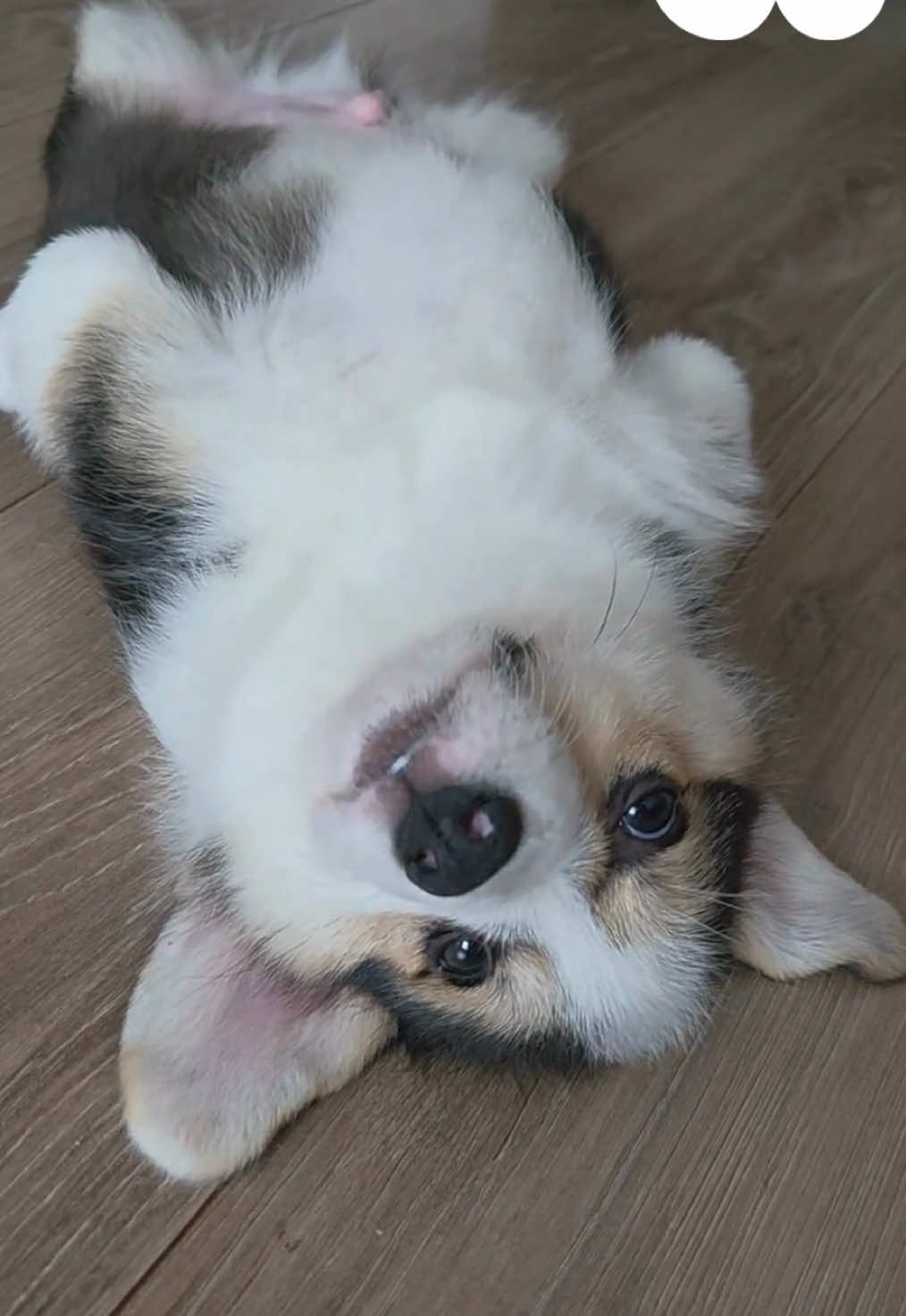 @WoofWoofTV
