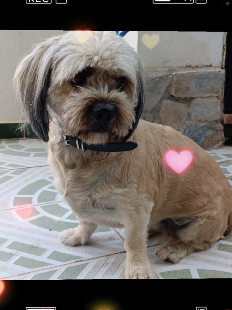 @RoyleDogWalking