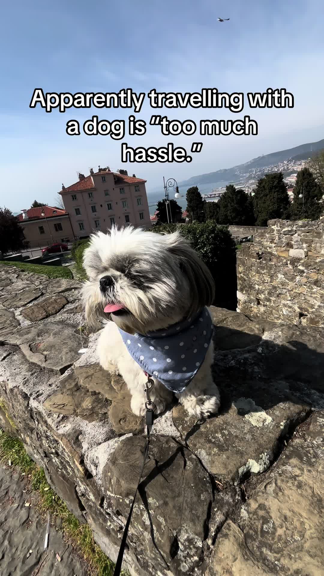 @Daisy | The Dog Travel App