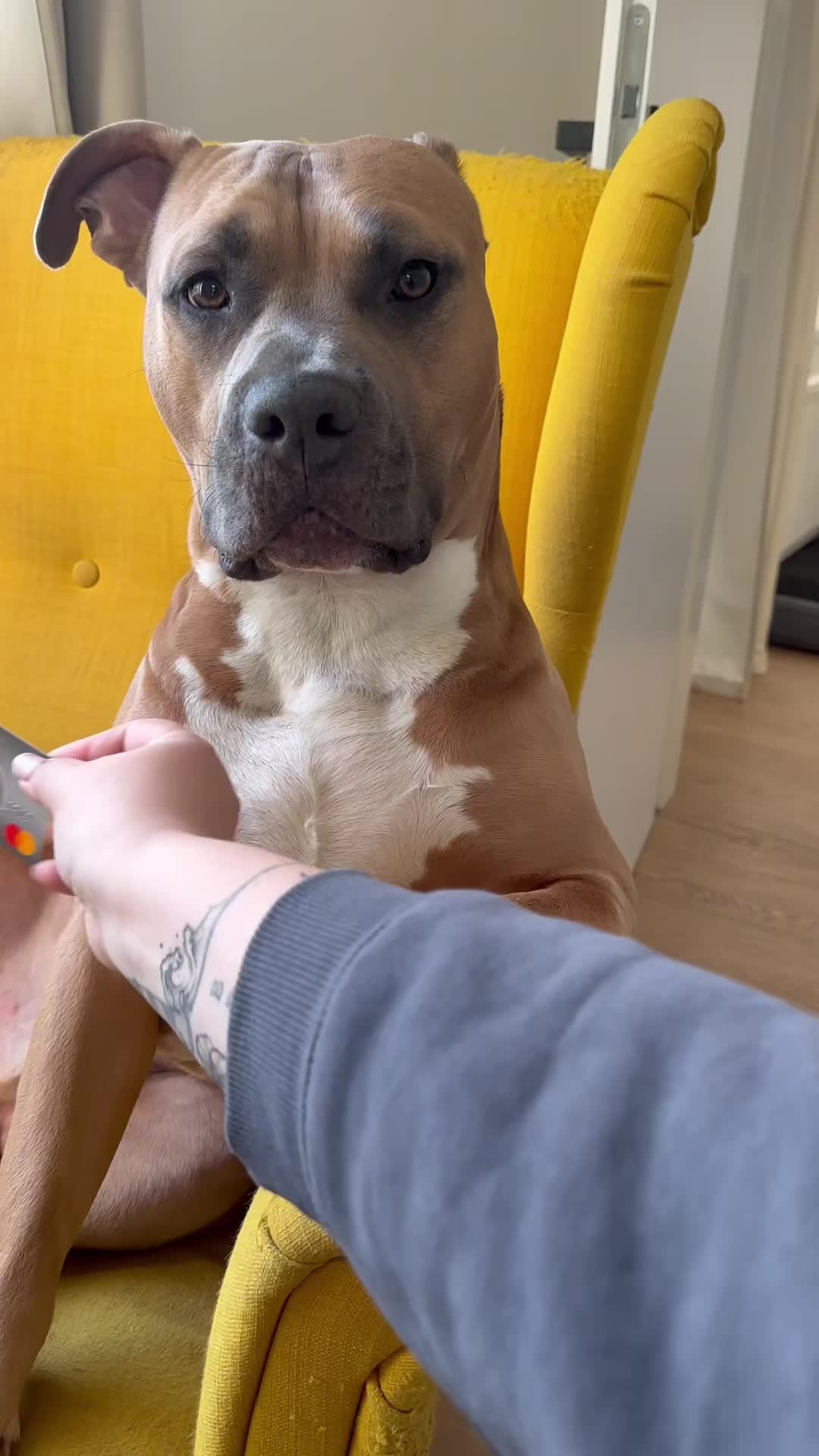 @animall_cz