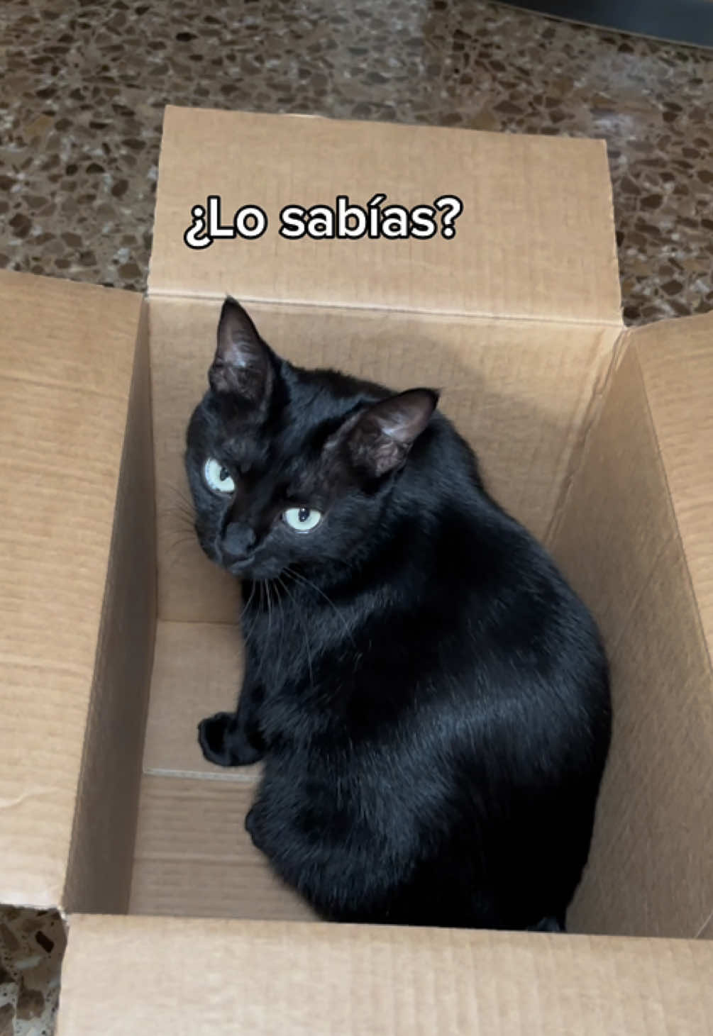@BlackCatsMatter