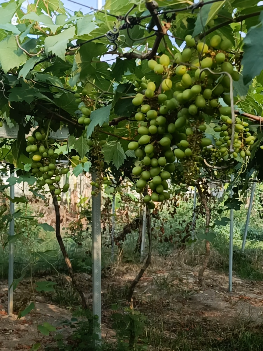 @DNA Garden