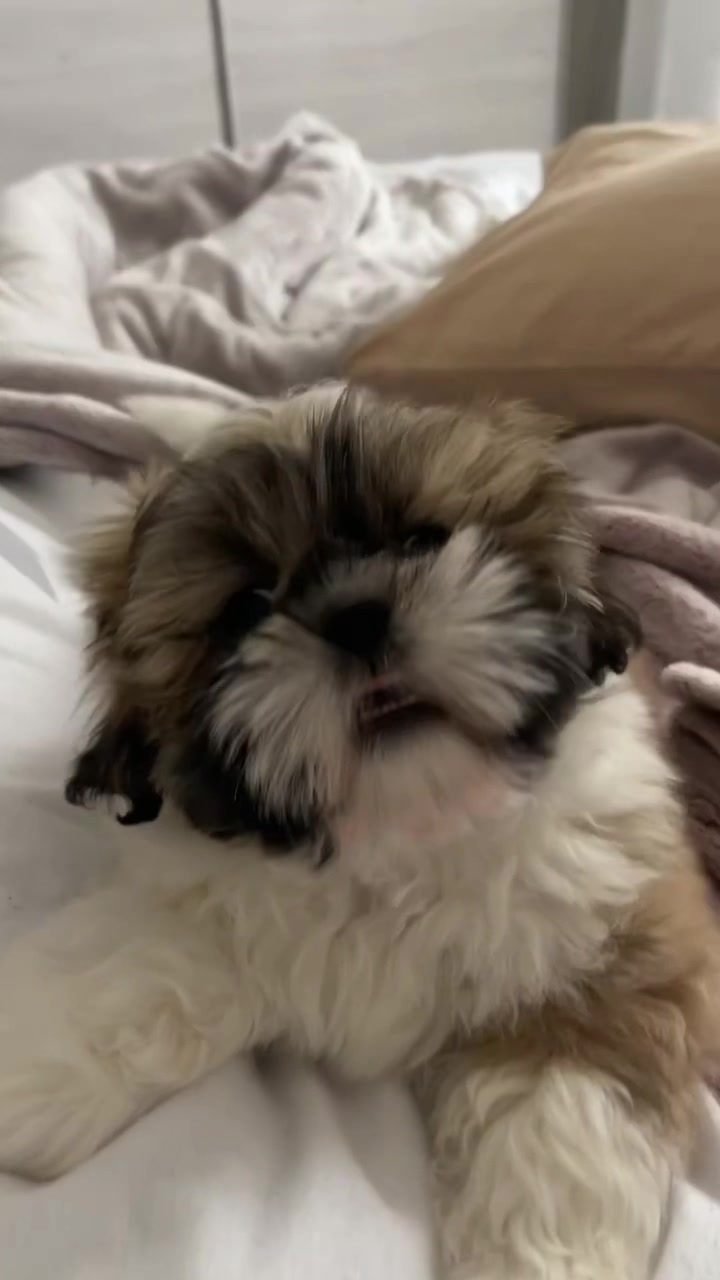 @Oscar😎  Lyalya 🥰 Hugo😜