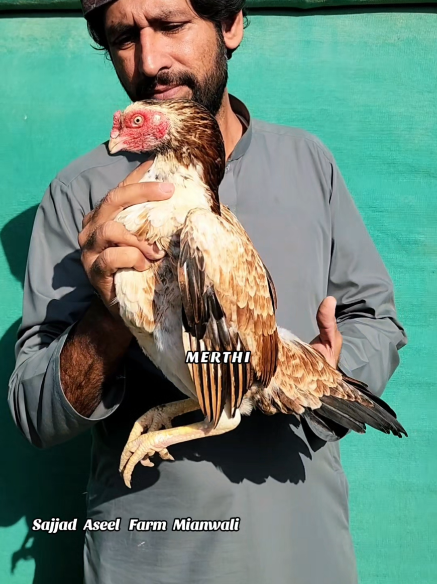 @Sajjad Aseel Farm
