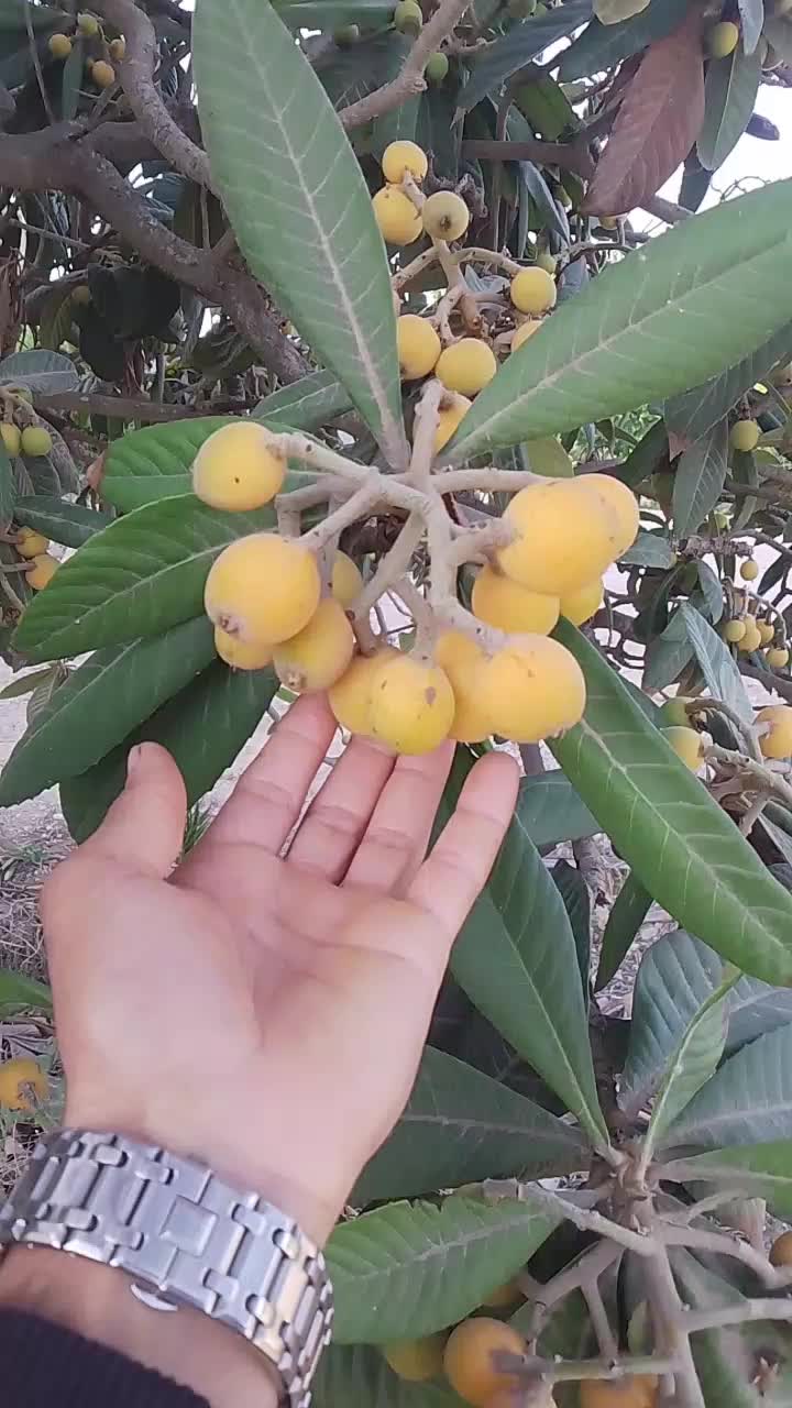 @تاوناتي في الغربة