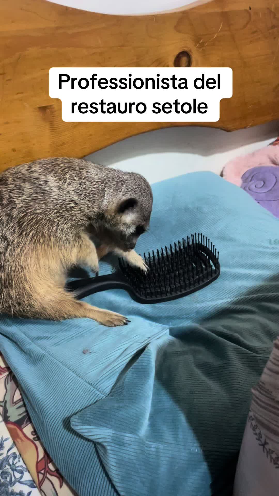@104 animal zoo