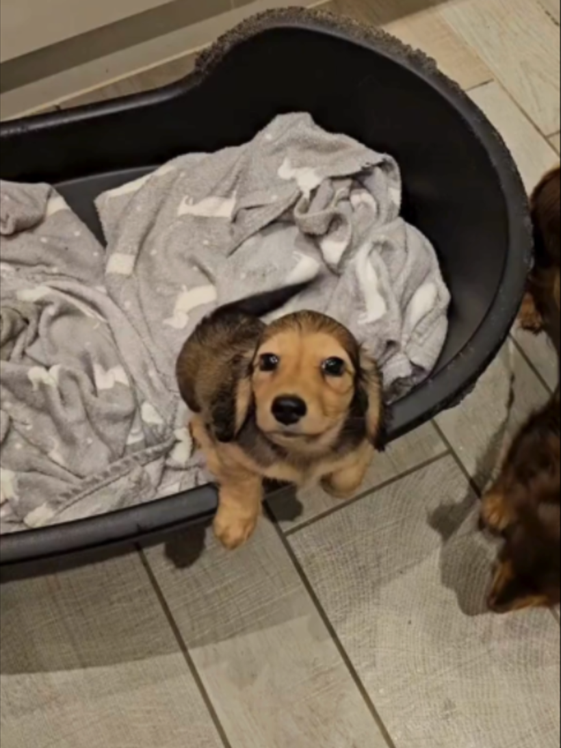 @WoofWoofTV