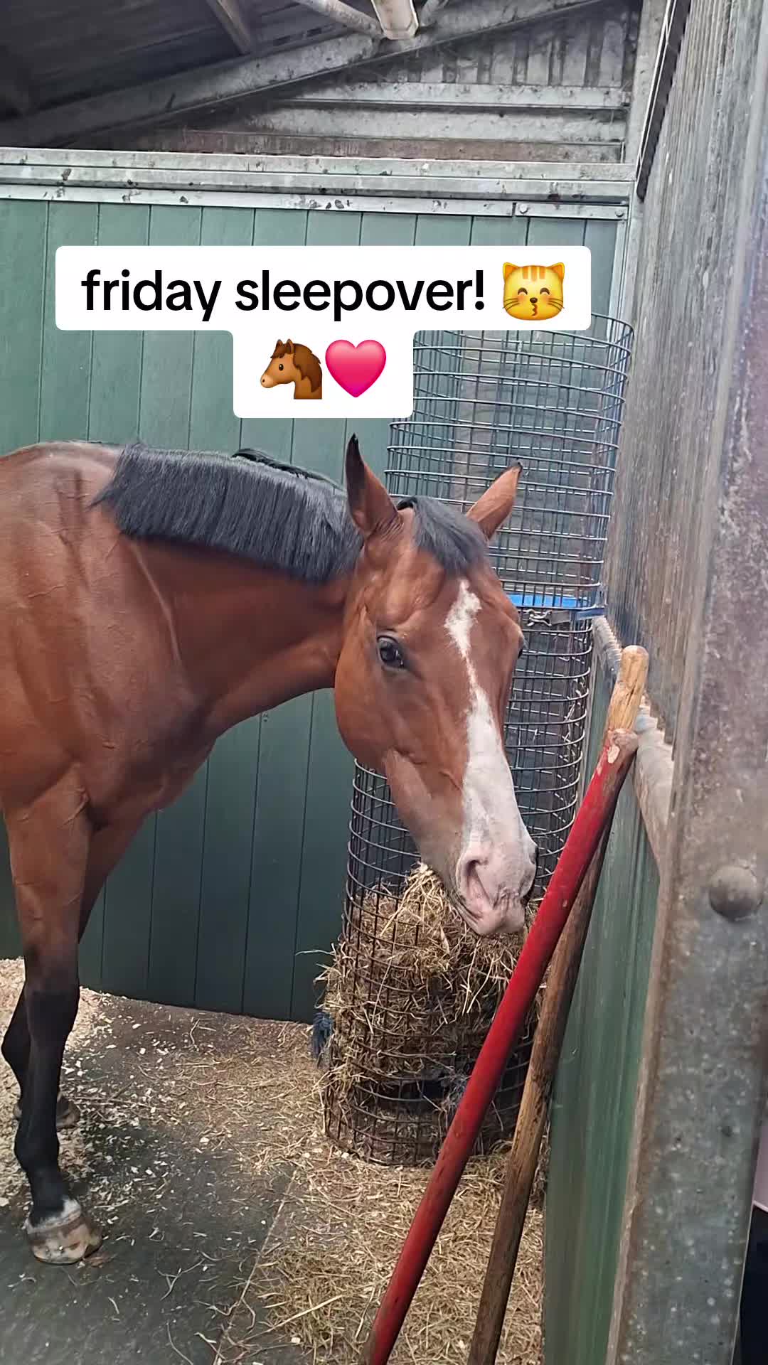 @Life with Suni D 🐴