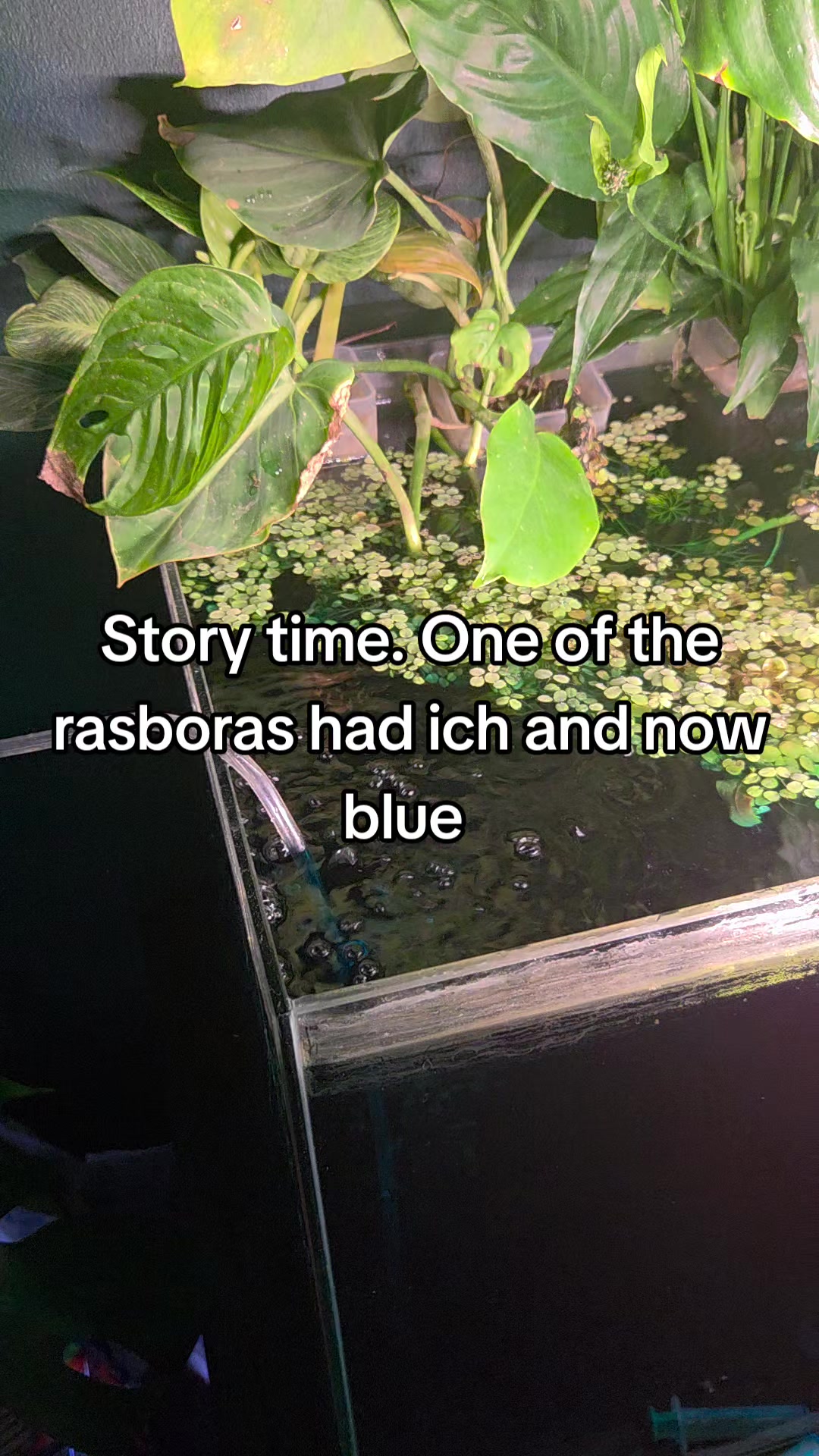 @ella aquatics