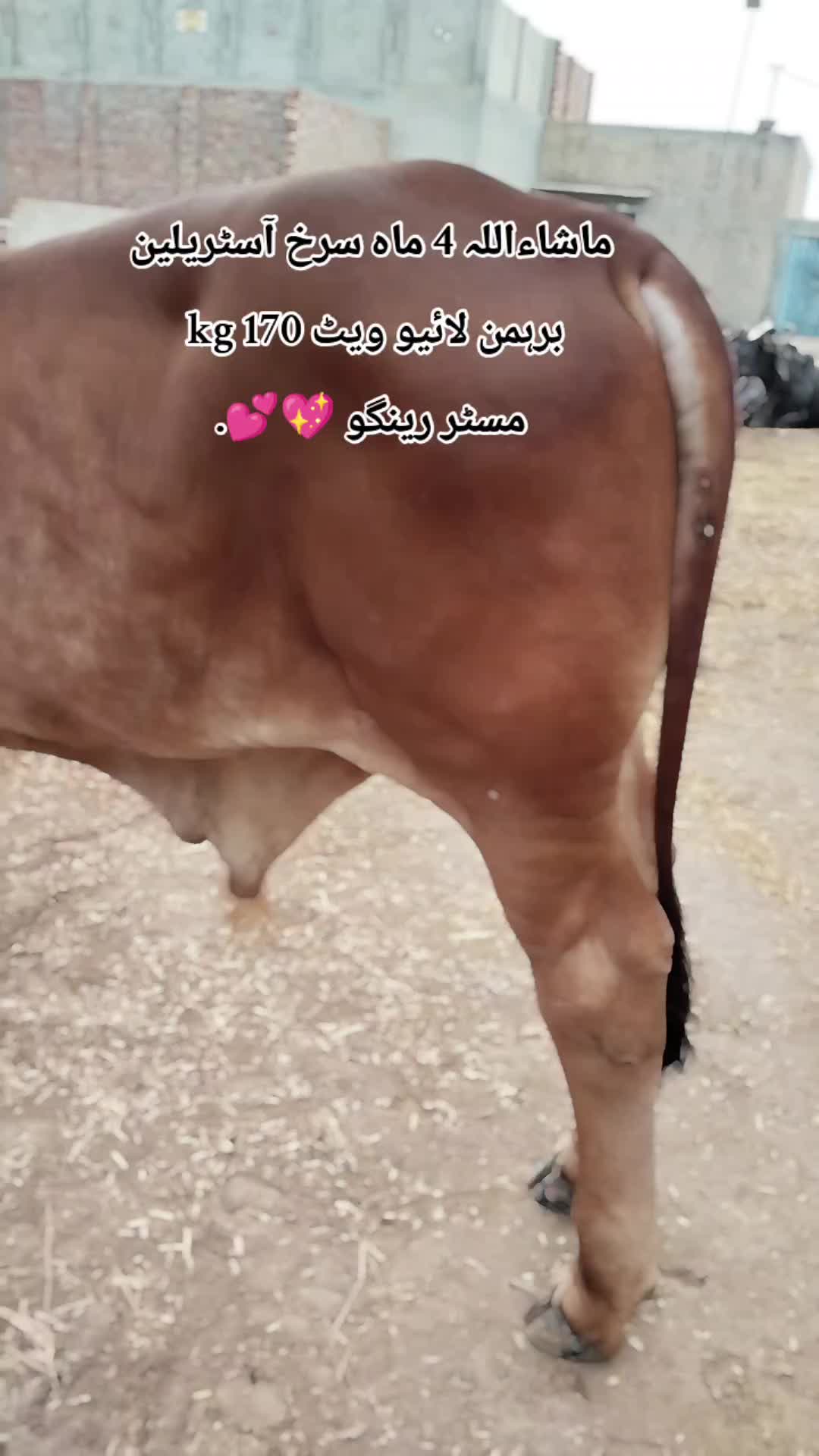@The Brahmans Farming