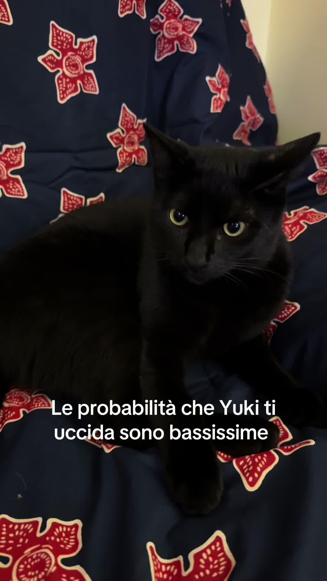 @𝕭𝖆𝖇𝖞 𝕸𝖎𝖈𝖈𝖔𝖑𝖎