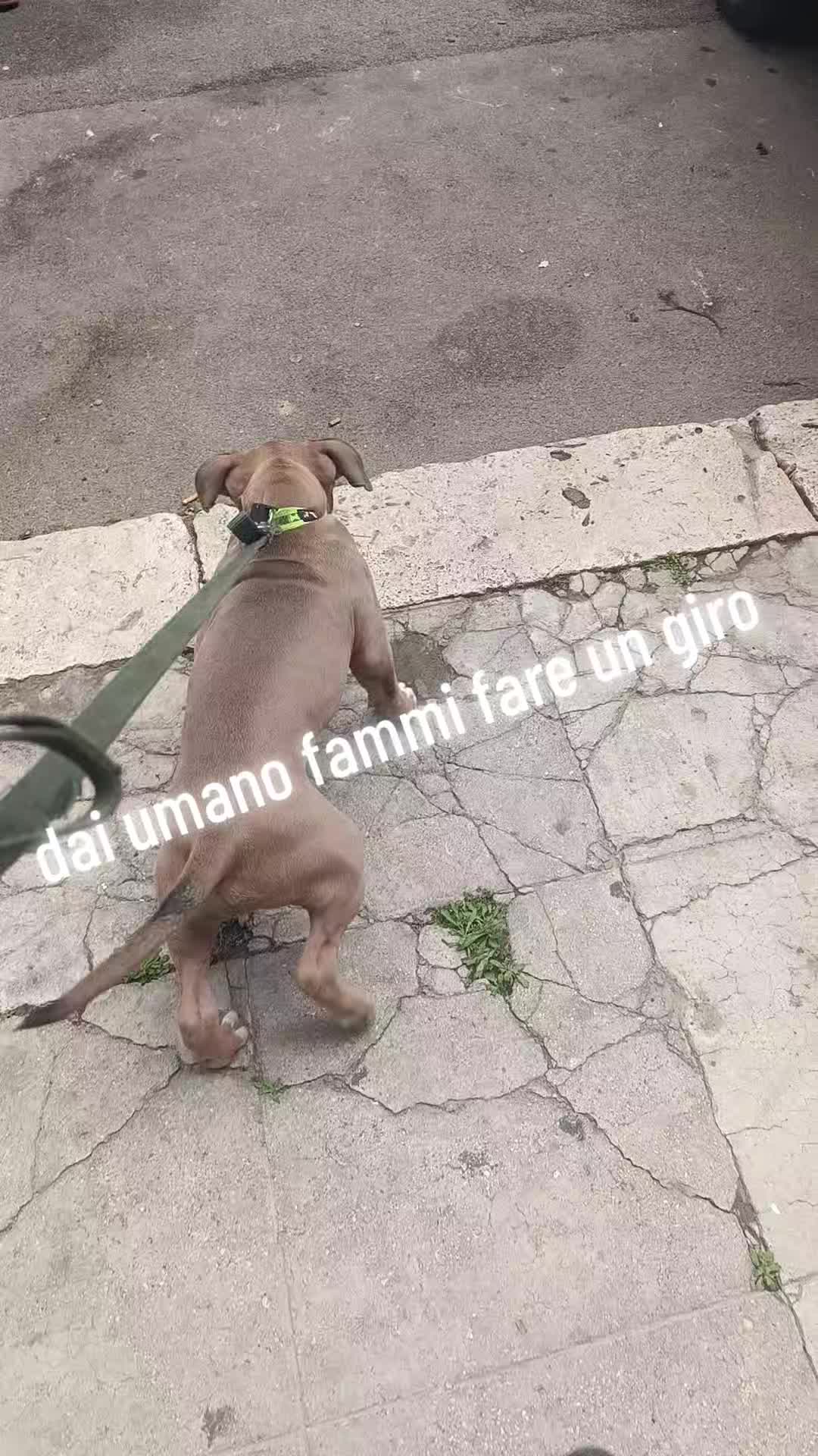 @Maddalena