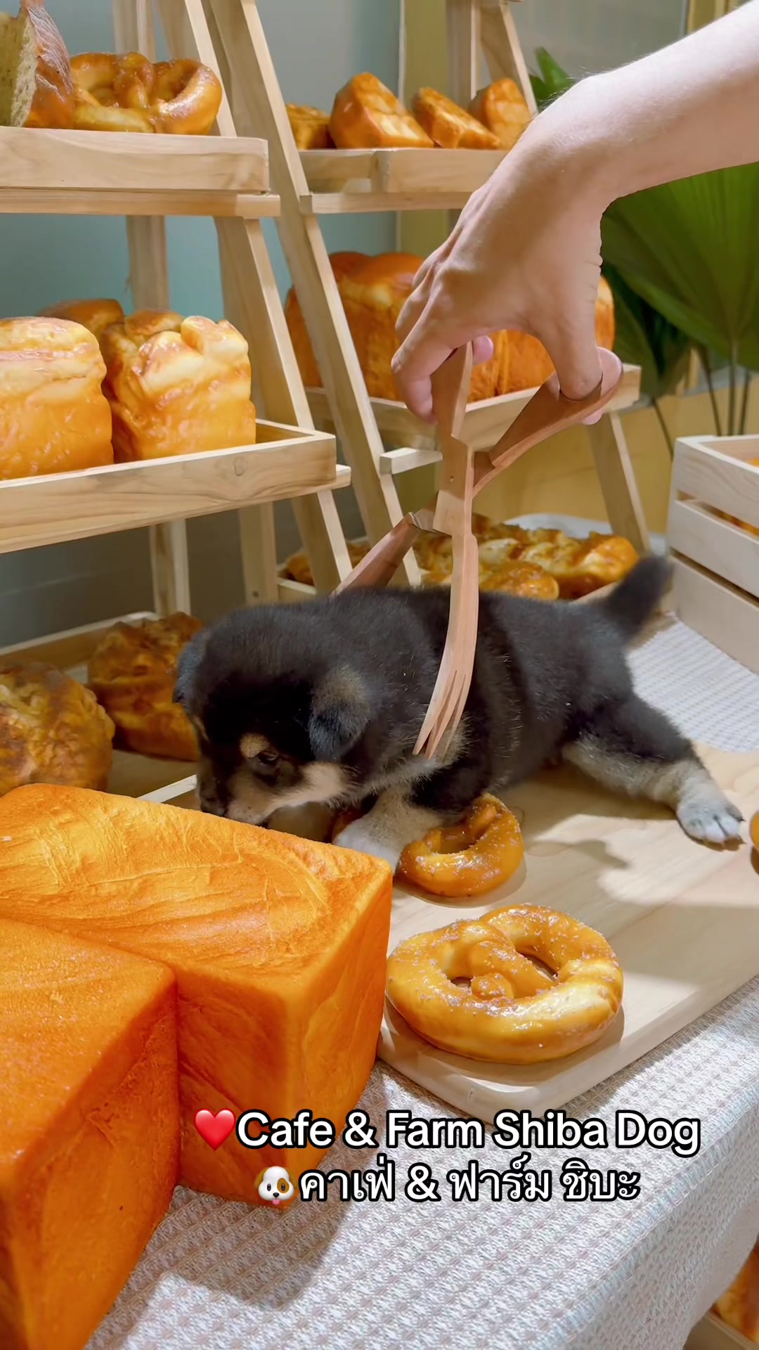 @Shibainu Story