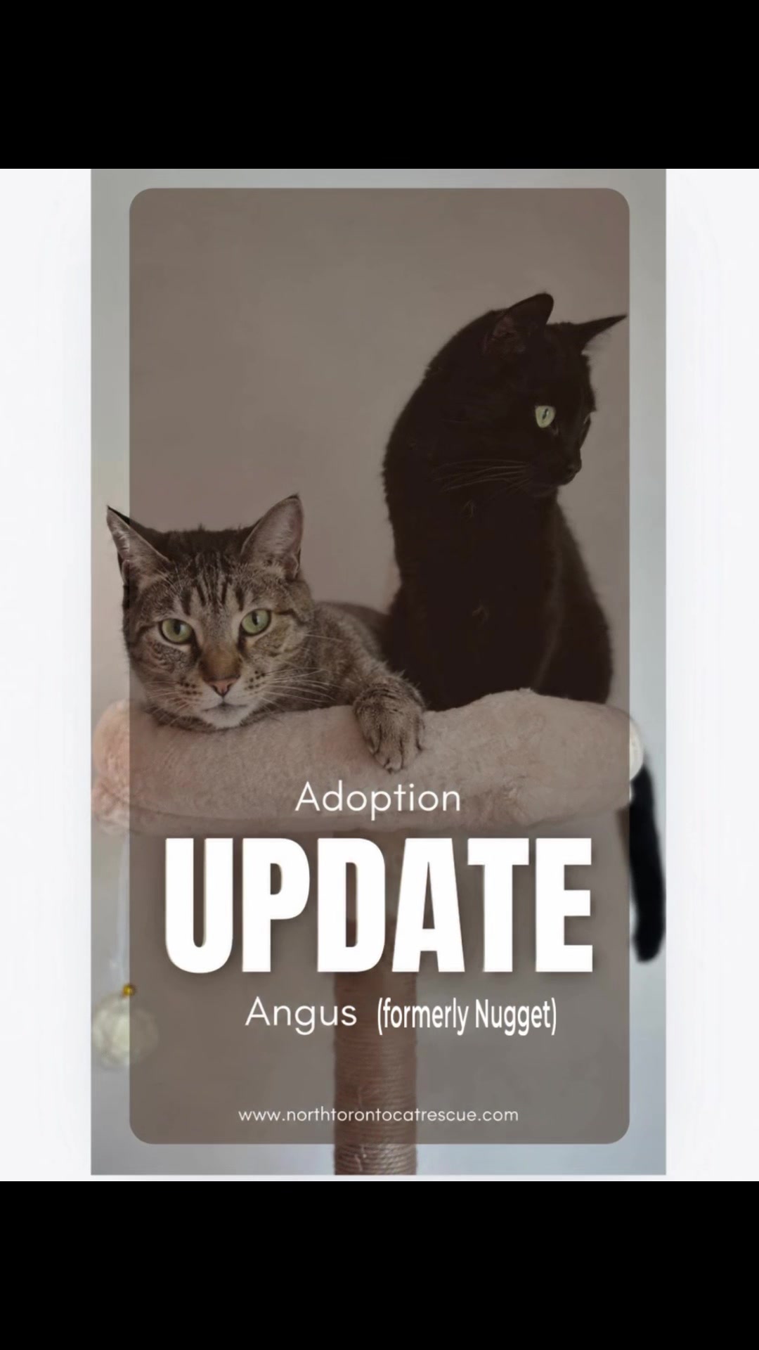 @North Toronto Cat Rescue