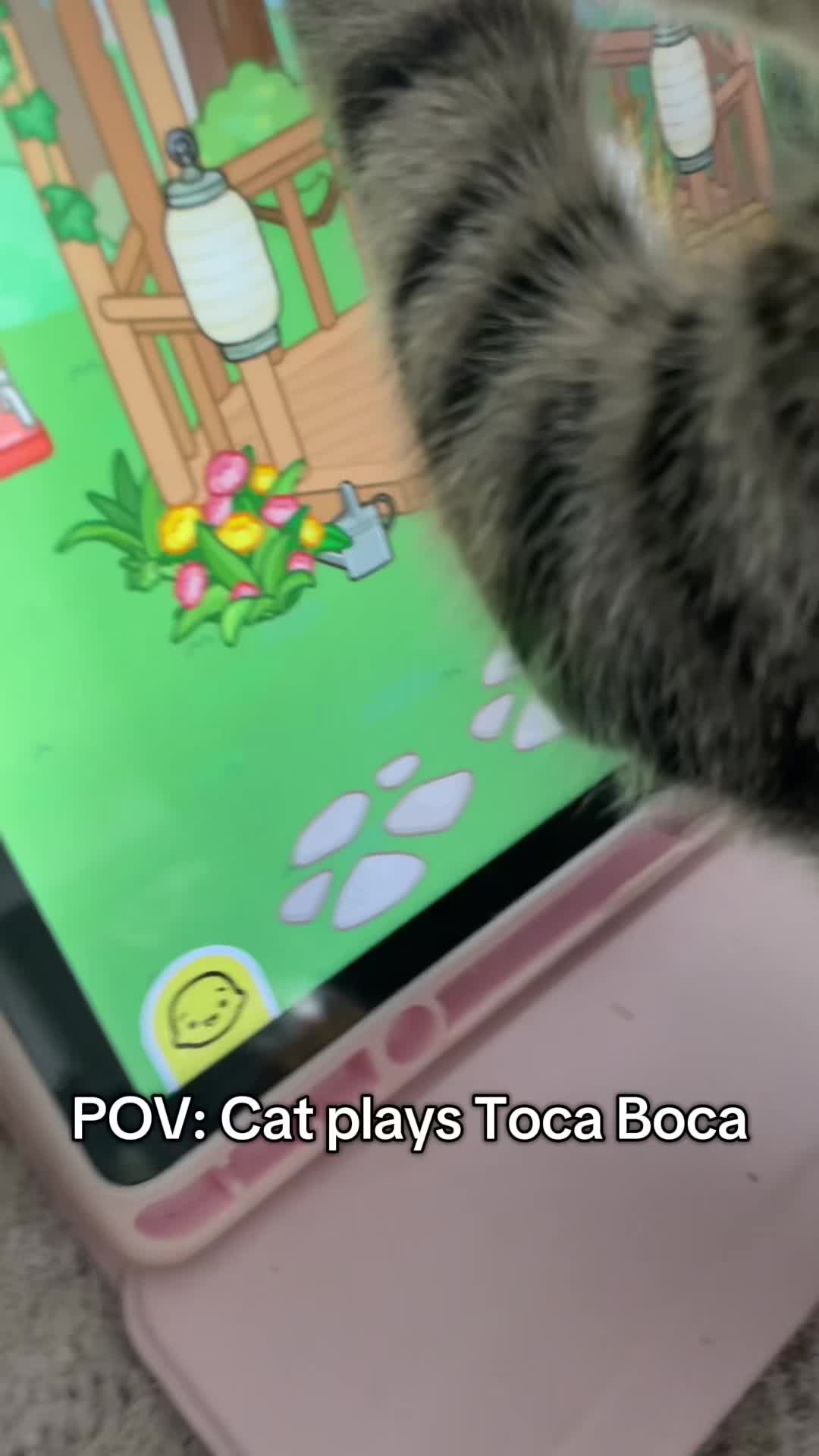 @strawbss.toca