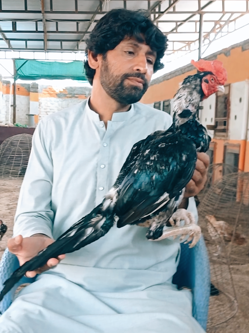 @Sajjad Aseel Farm