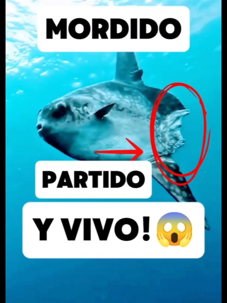 @CLUB DE ANIMALES