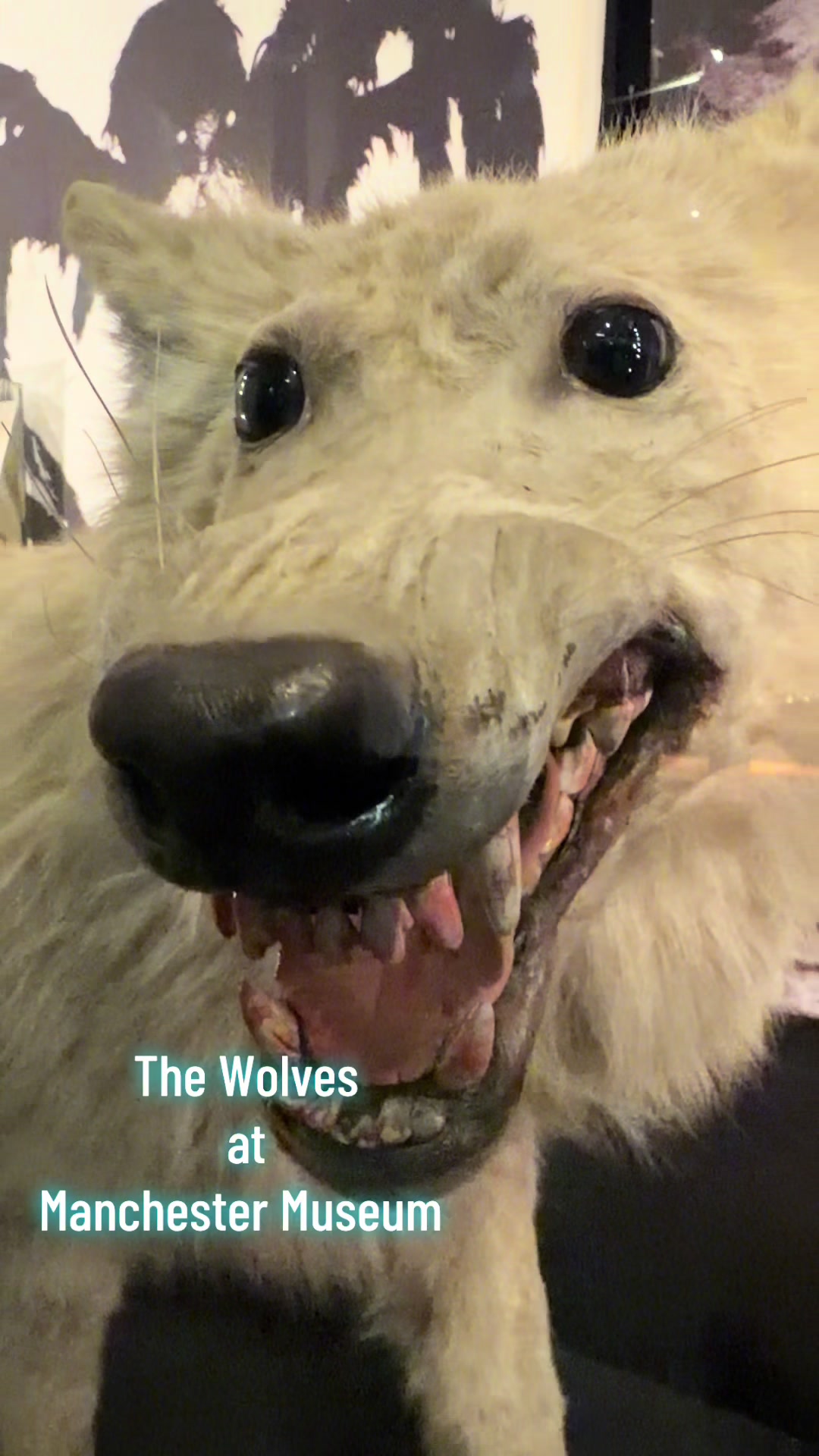 @Ellie&rsquo;s Wolf Travel 🐺