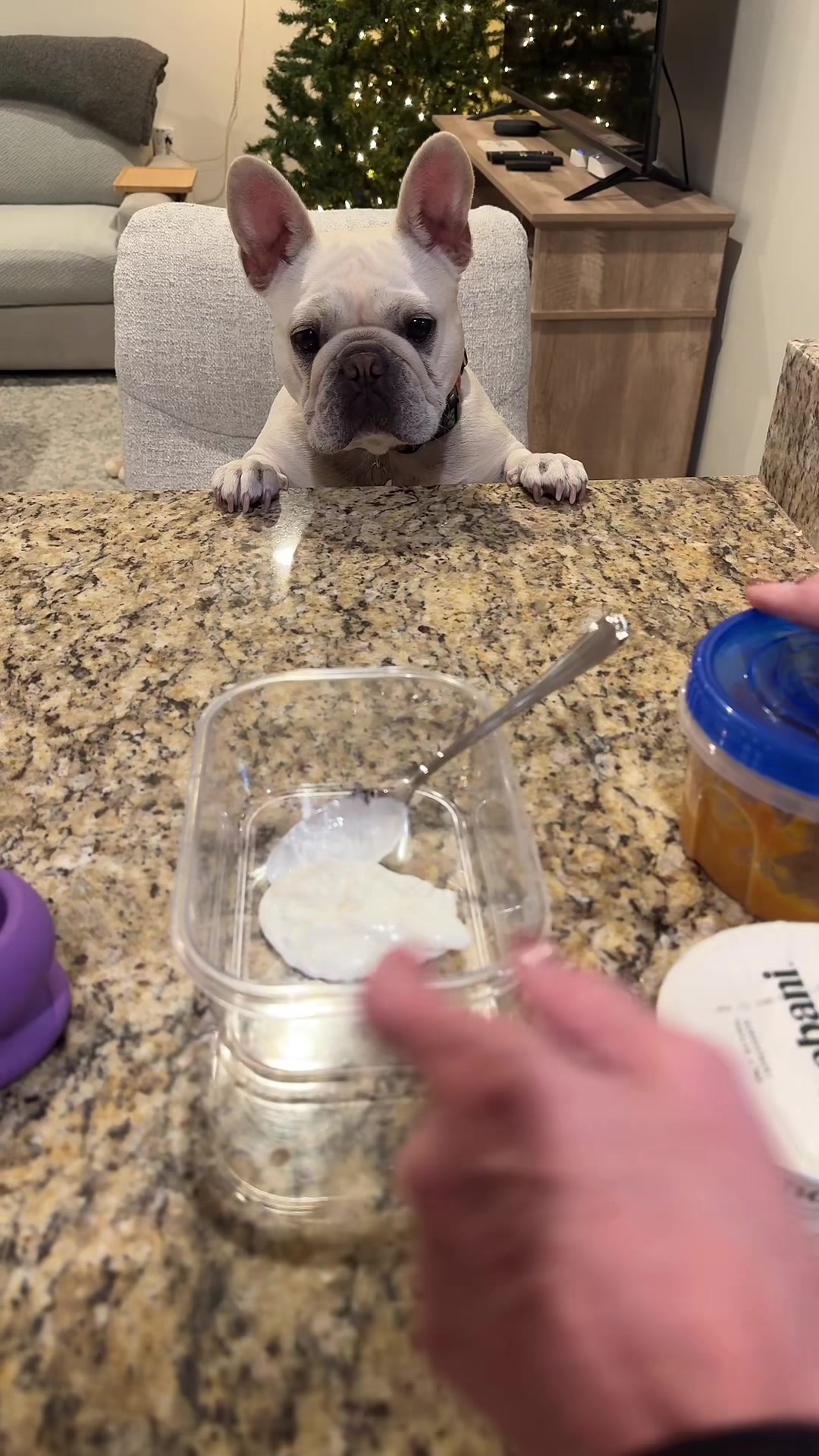 @Bagel the OG Frenchie