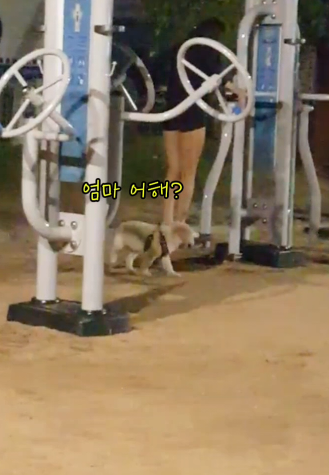 @리트리버삼둥이네