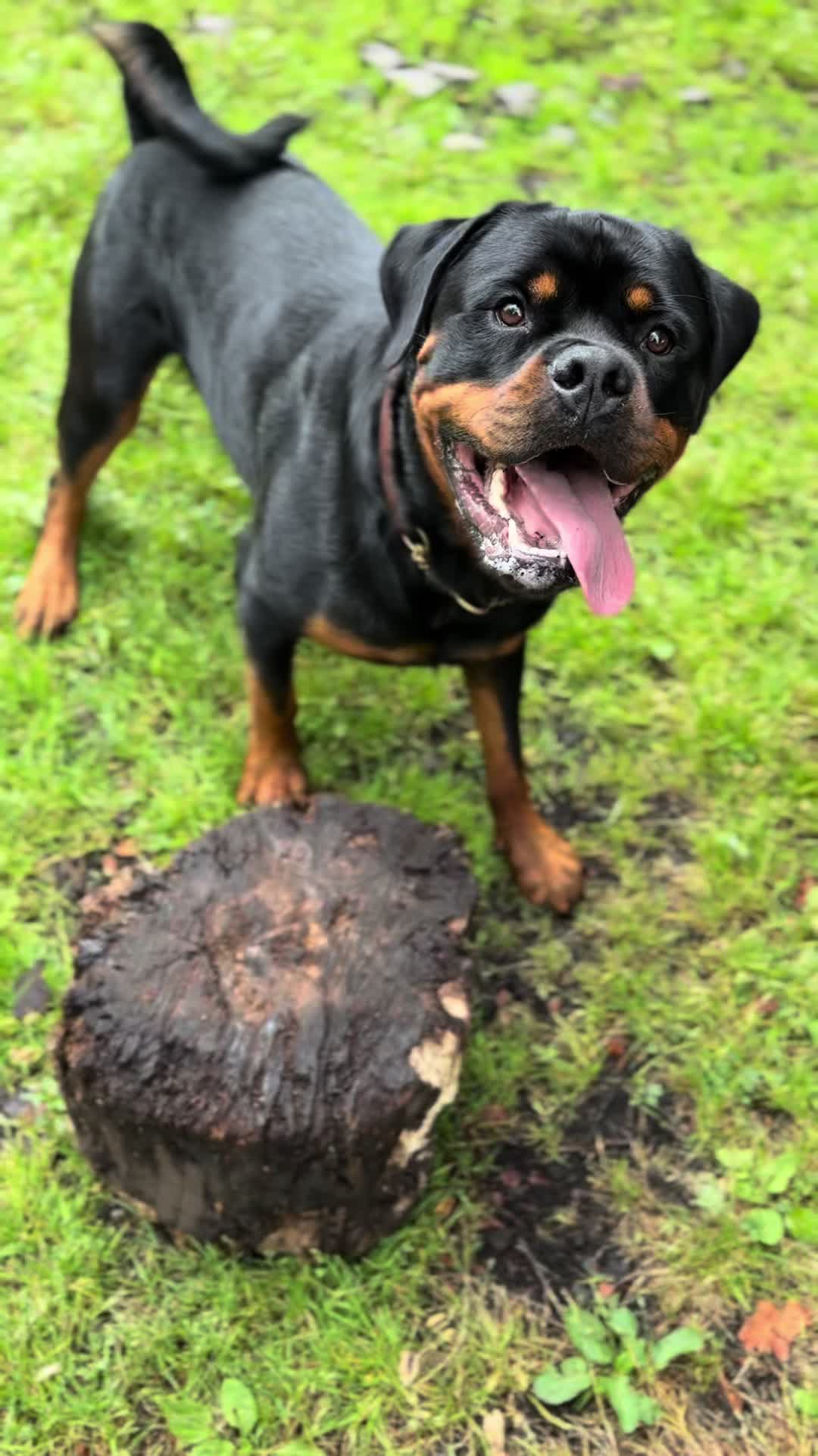 @PAWS2TRAIN 🖤🧡