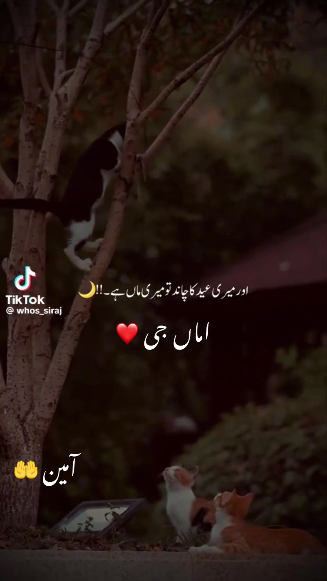 @Wajeeha Adnan❤️