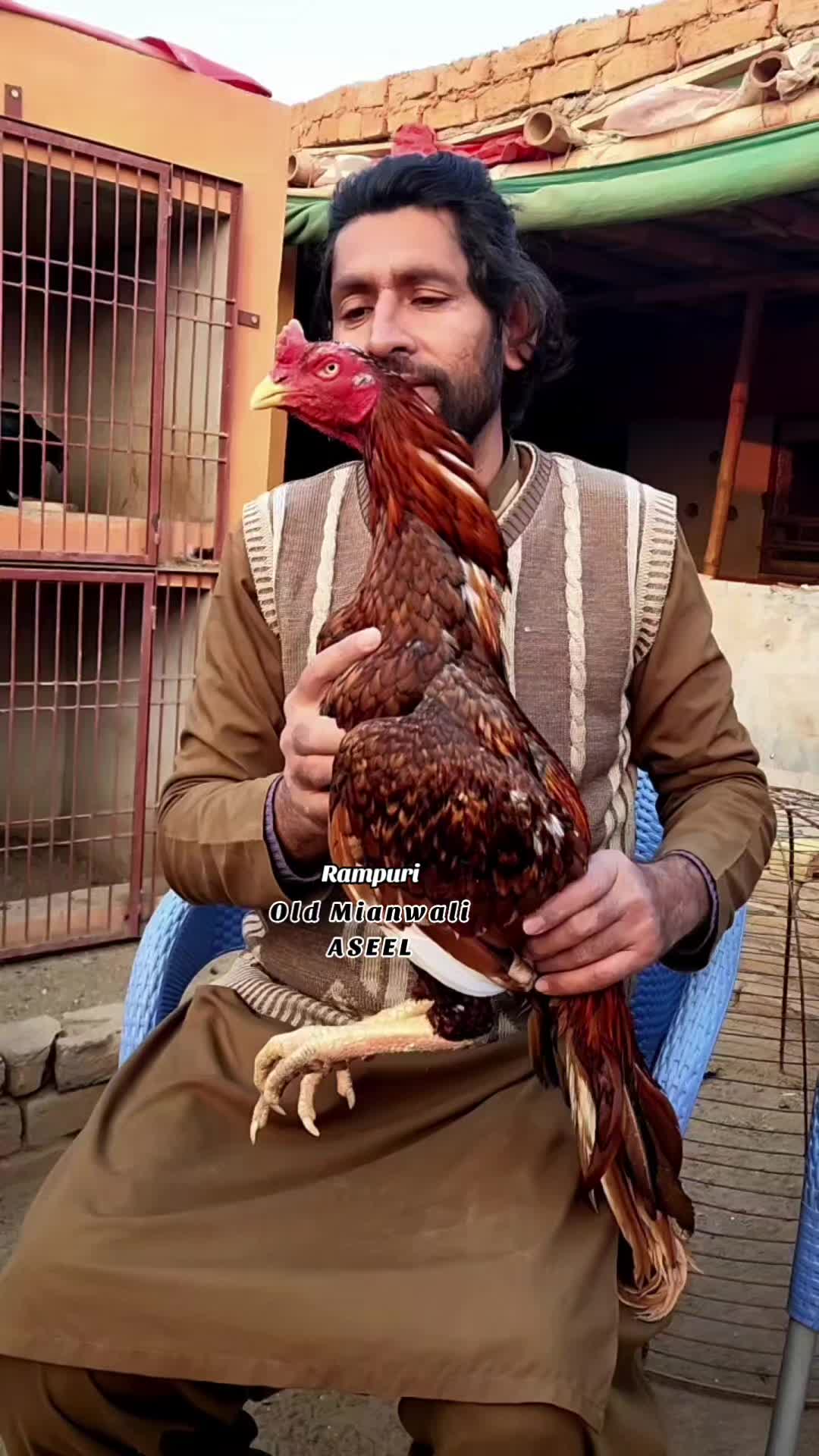 @Sajjad Aseel Farm