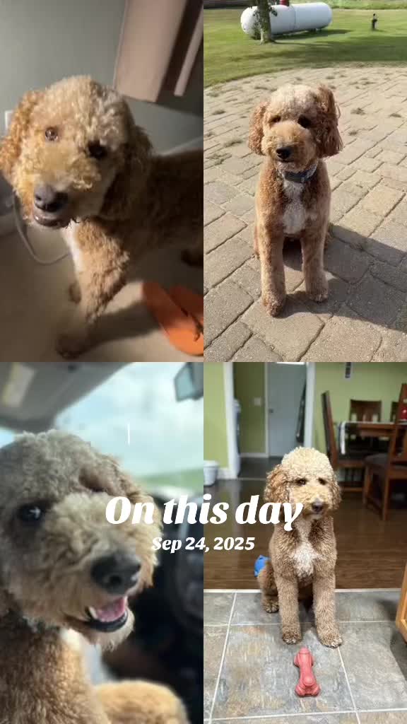 @Reyna y Churro 🐶😍