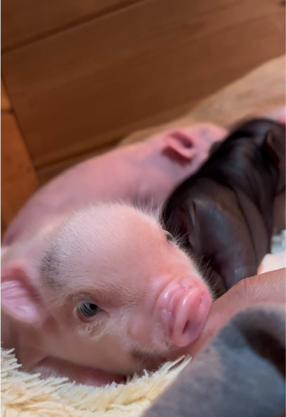 @pignic