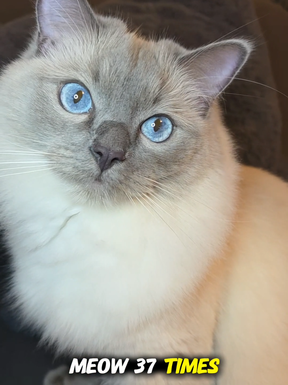 @DailyDoseOfBlu💙
