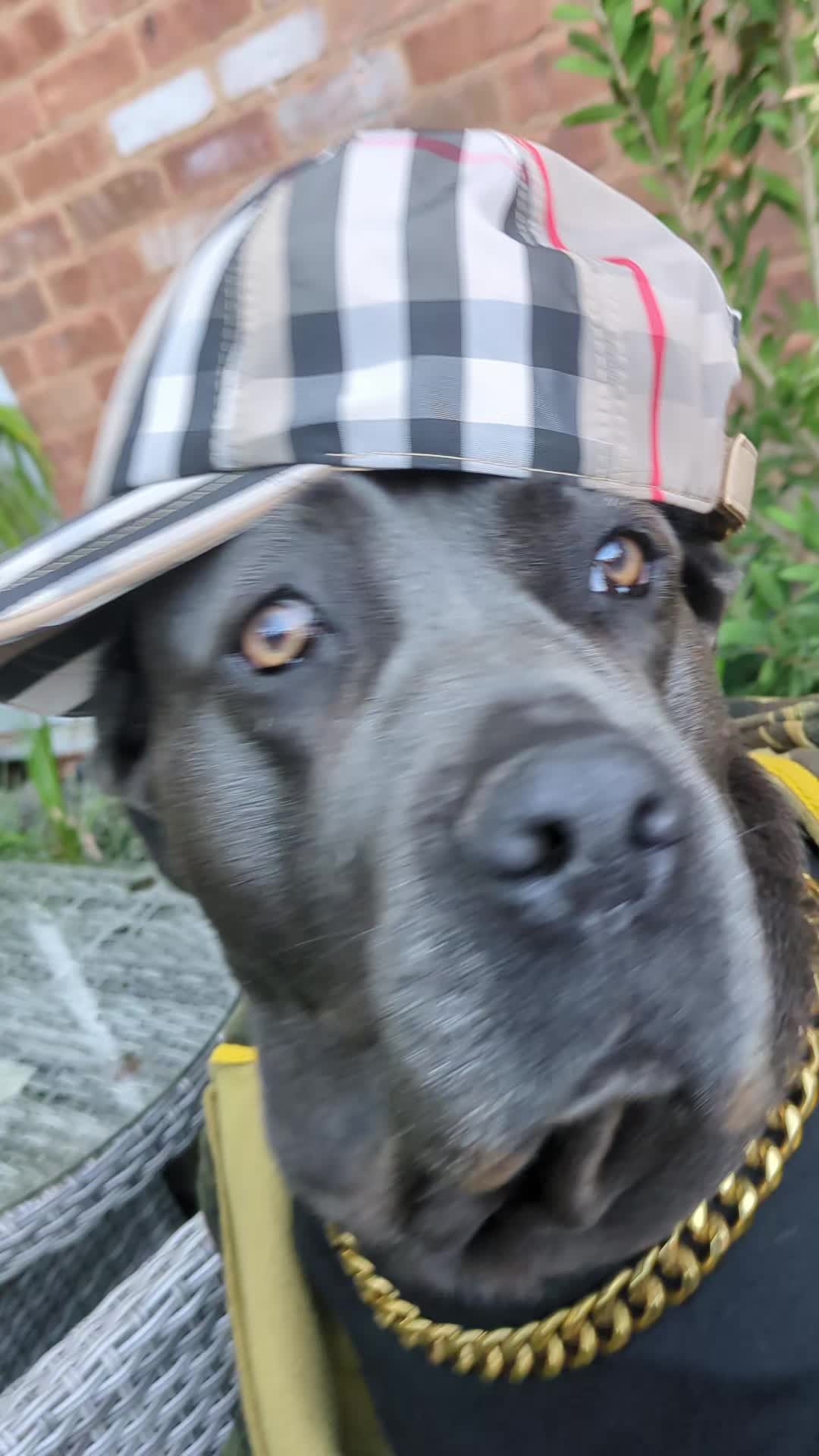 @mist_the_canecorso